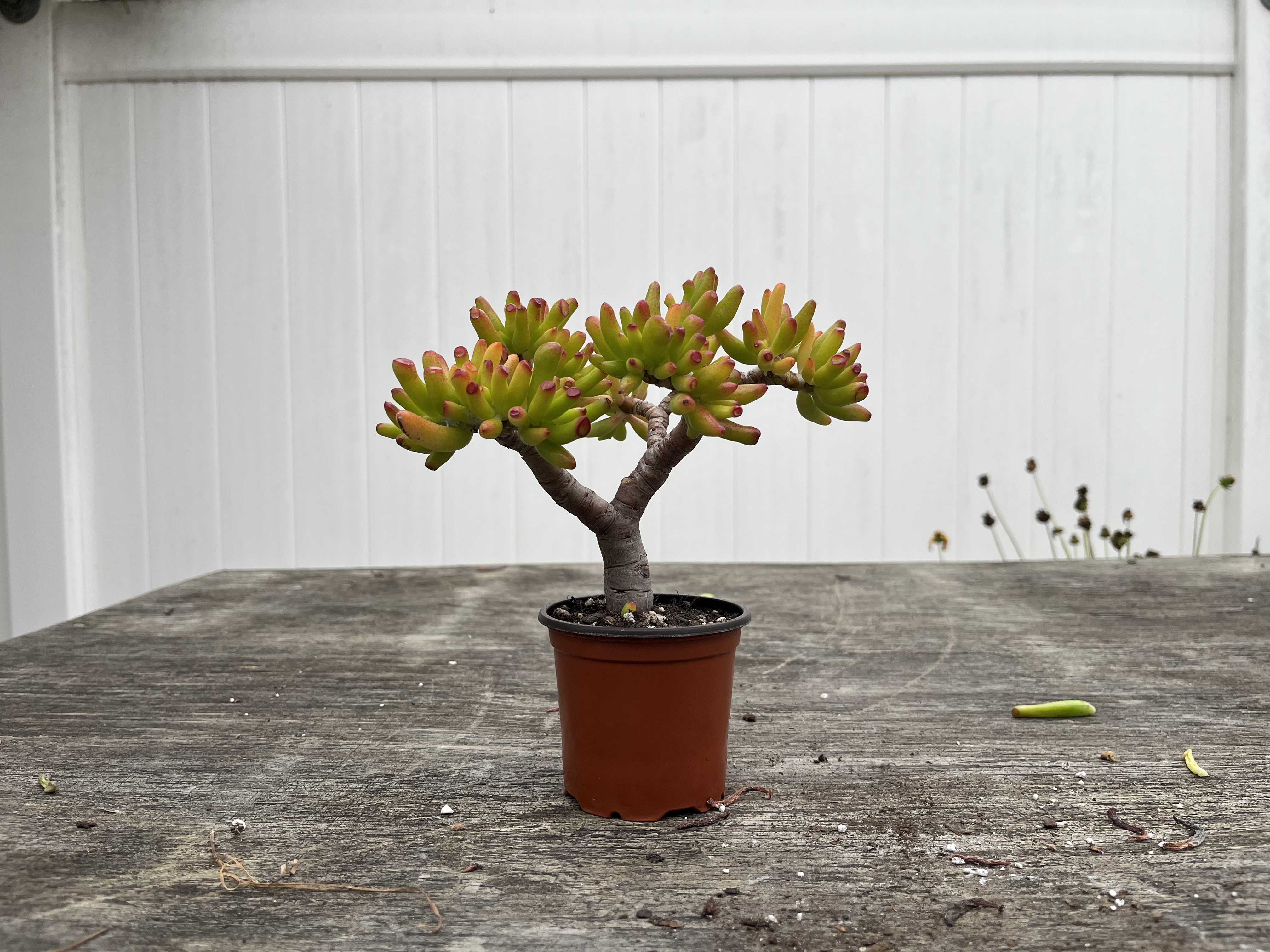 Crassula ovata photo 1