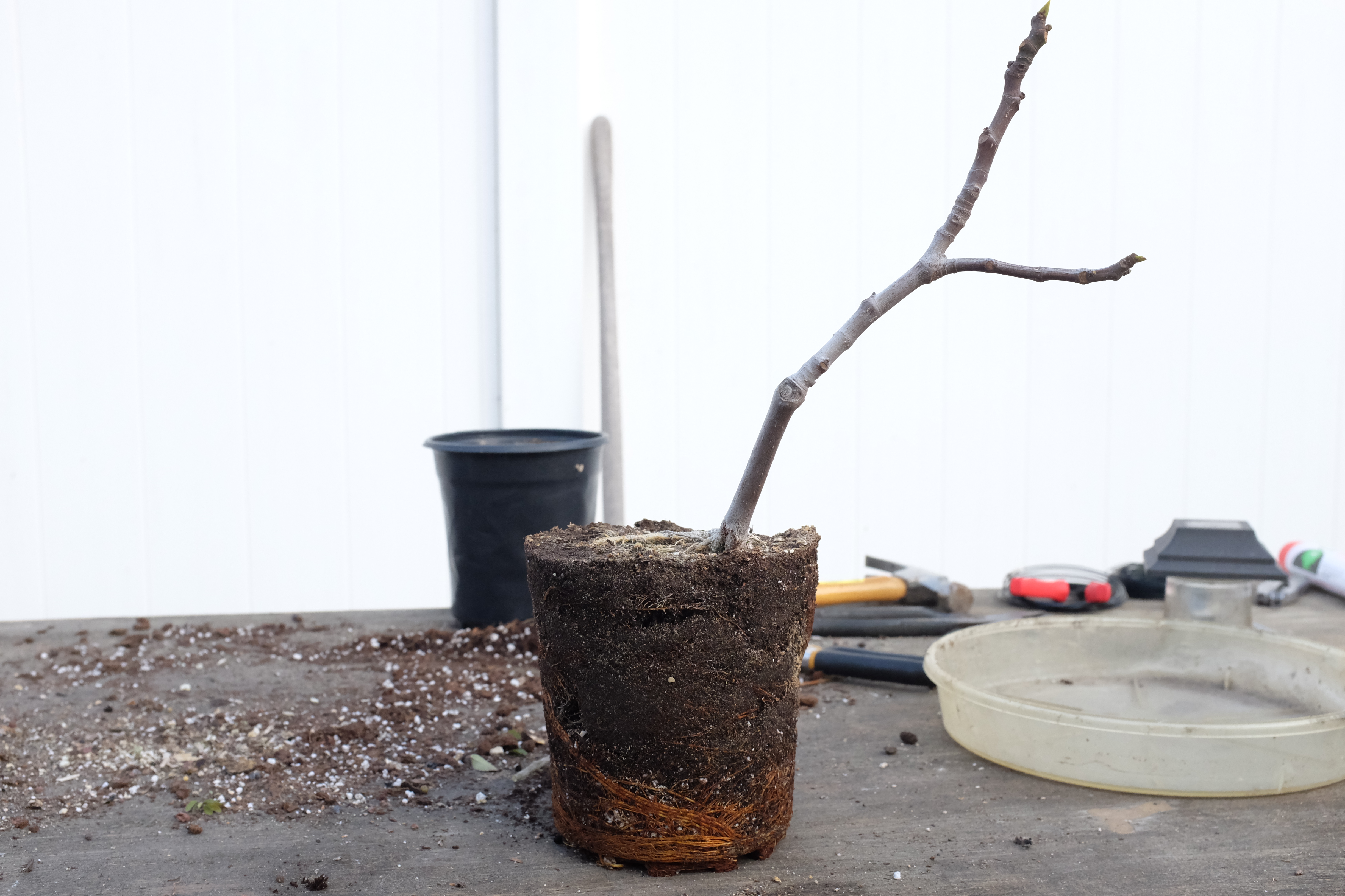 Ficus carica 1 photo 1