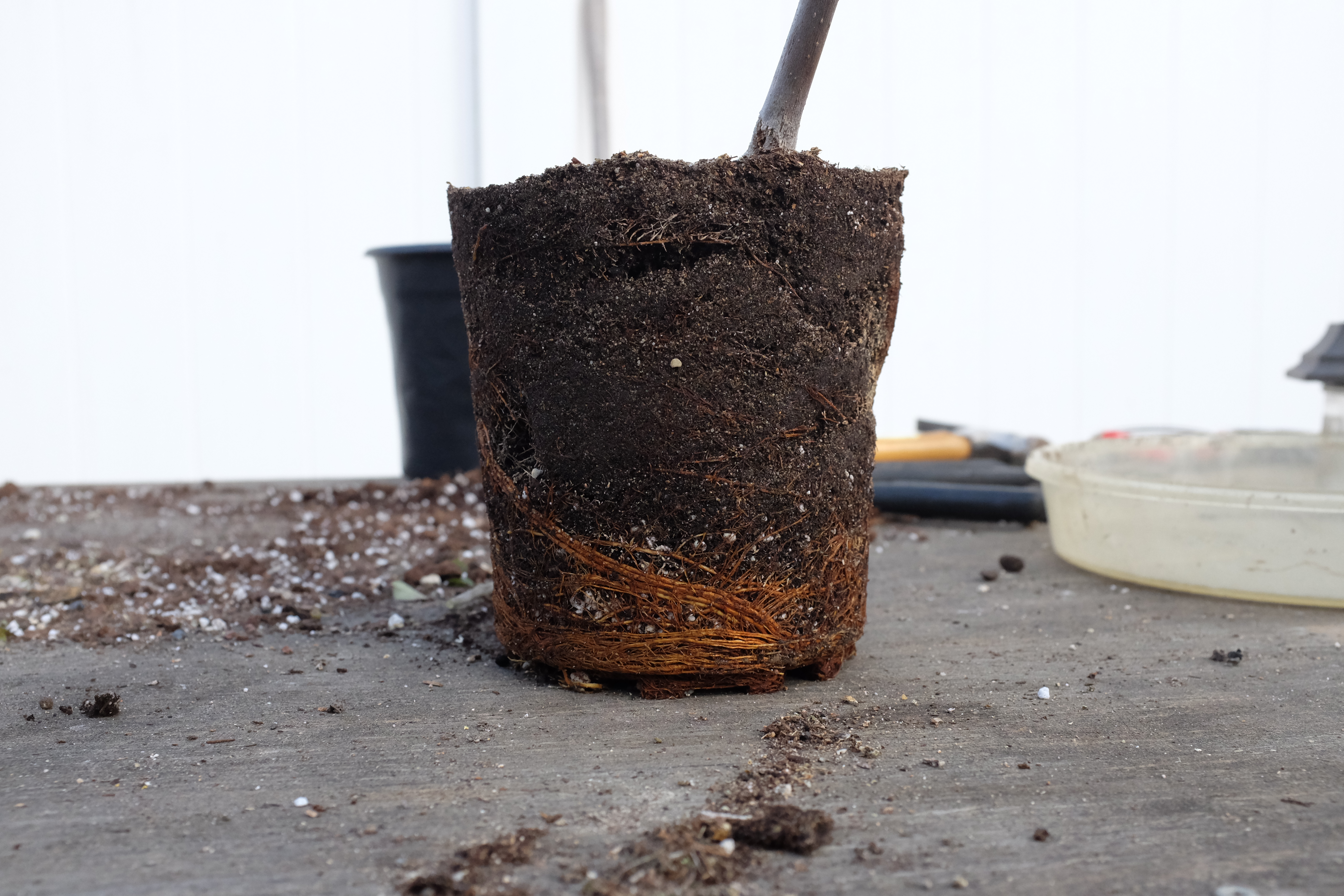 Ficus carica 1 photo 2