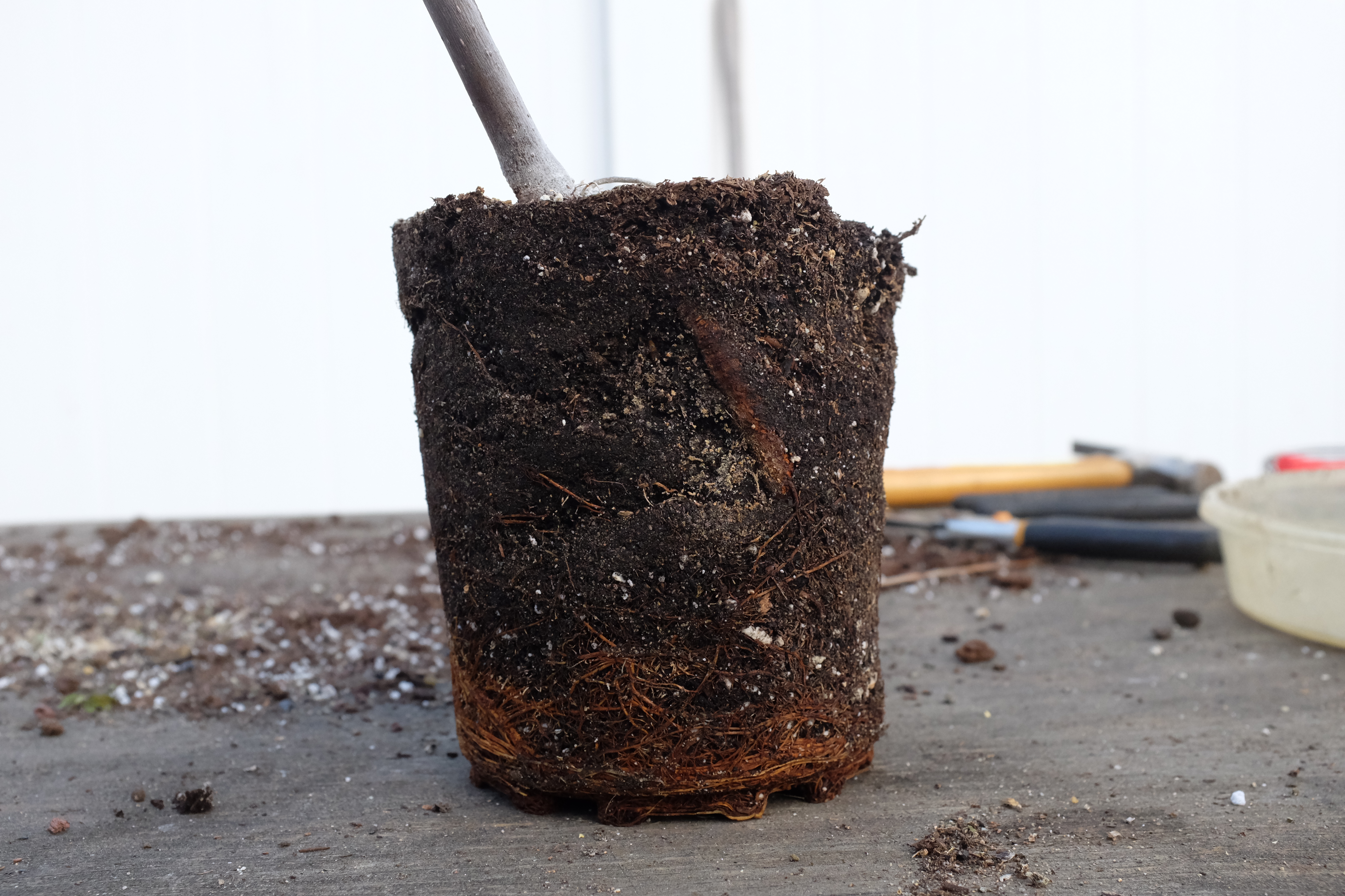 Ficus carica 1 photo 3