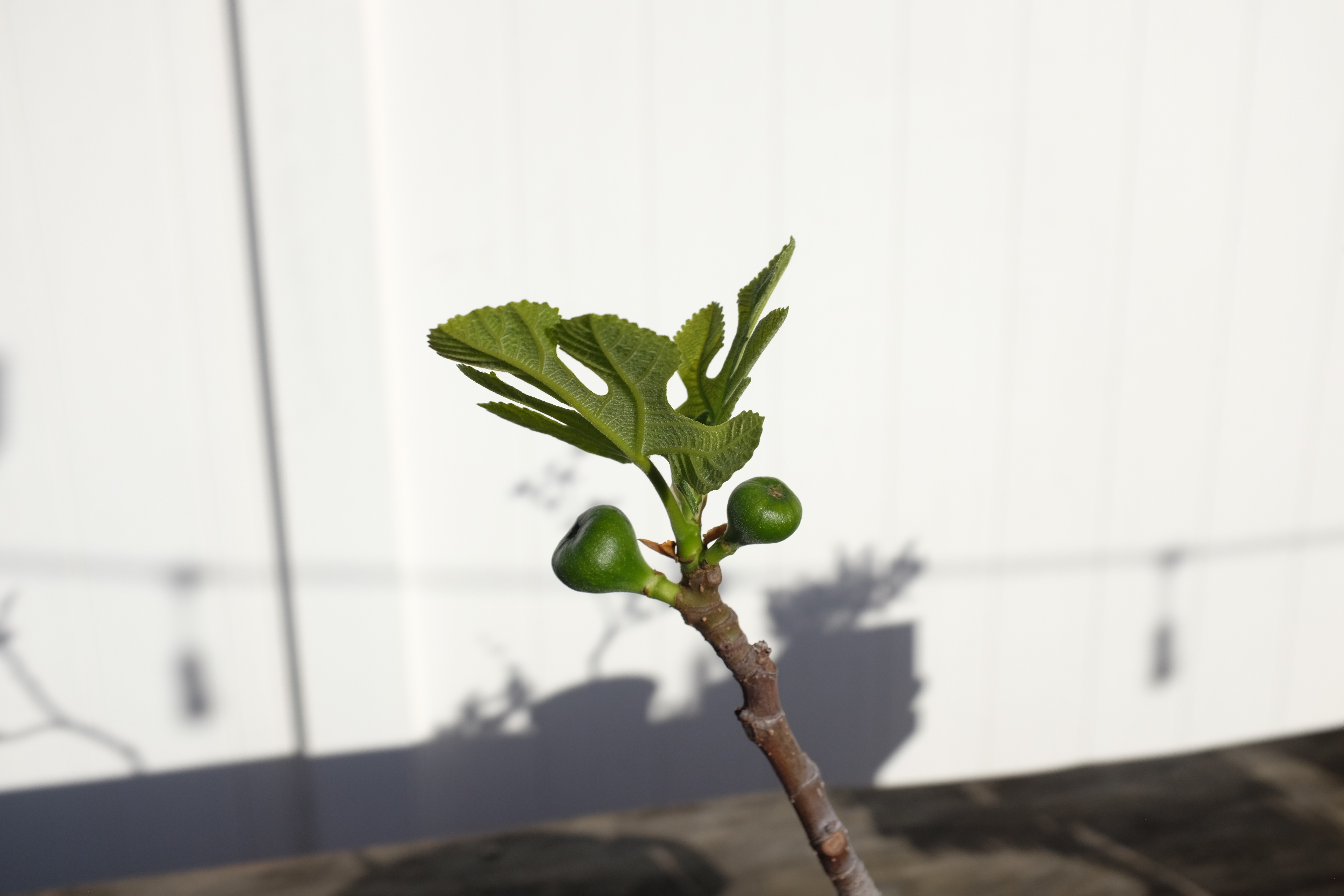 Ficus carica 1 photo 4