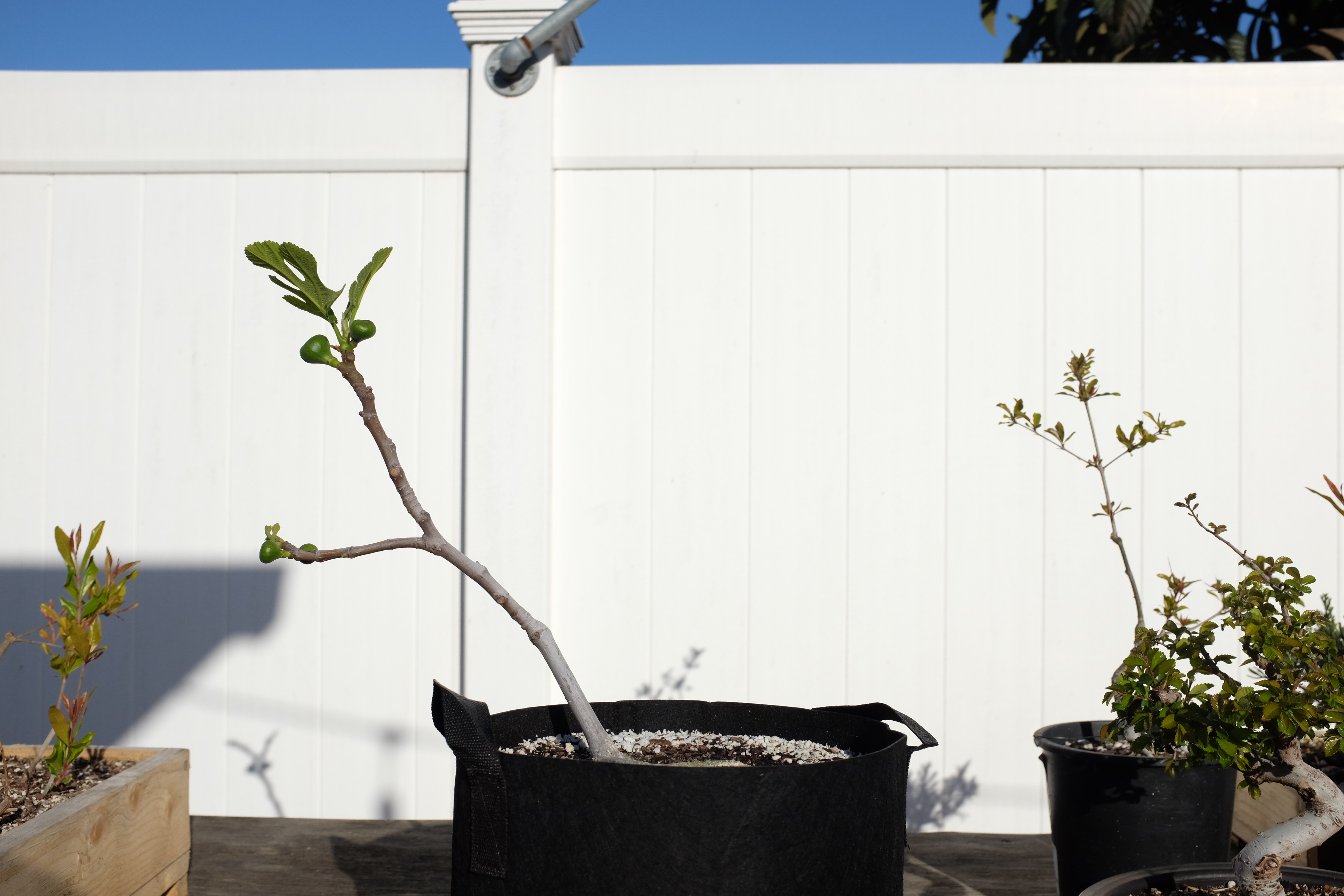 Ficus carica 1 photo 5