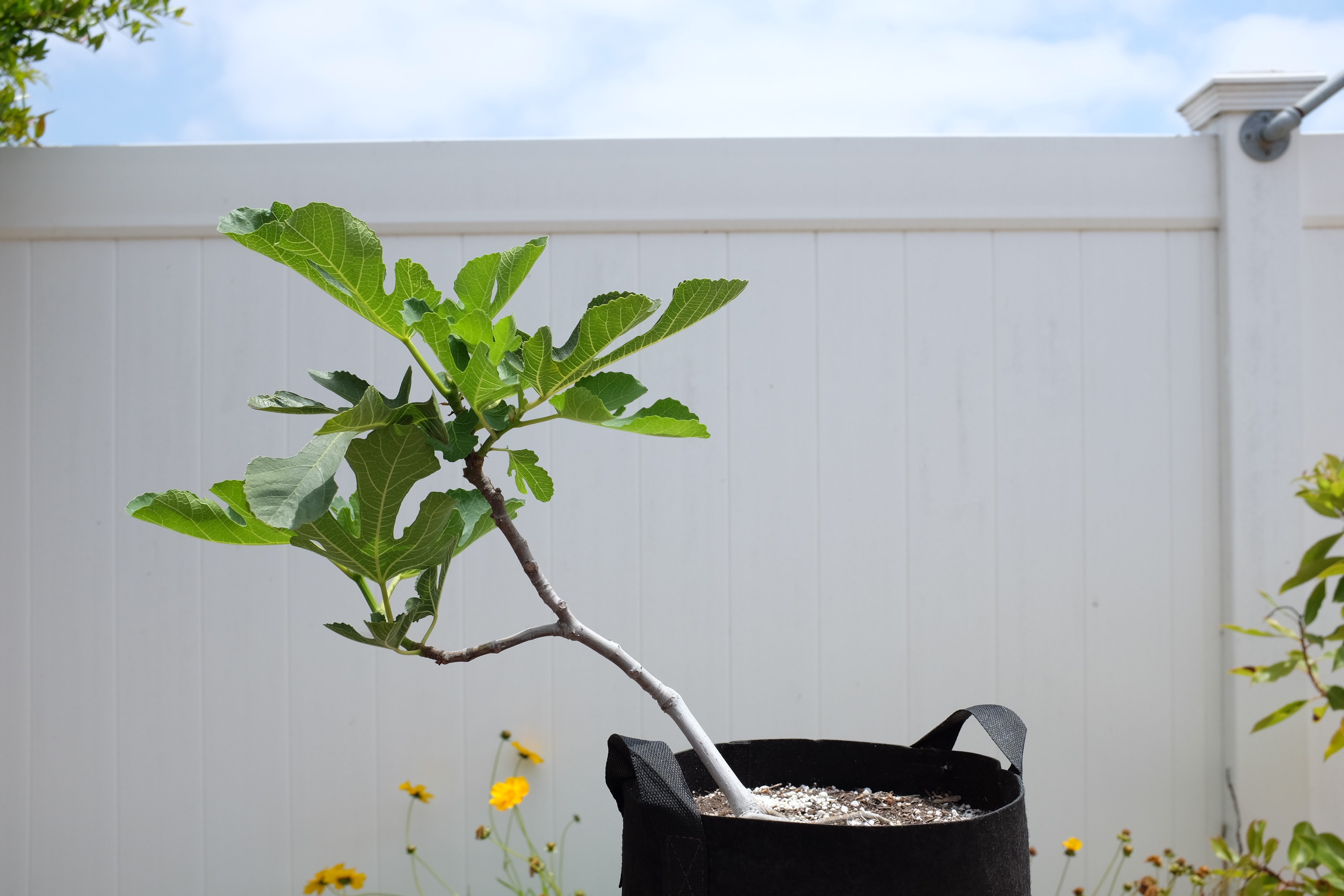 Ficus carica 1 photo 5