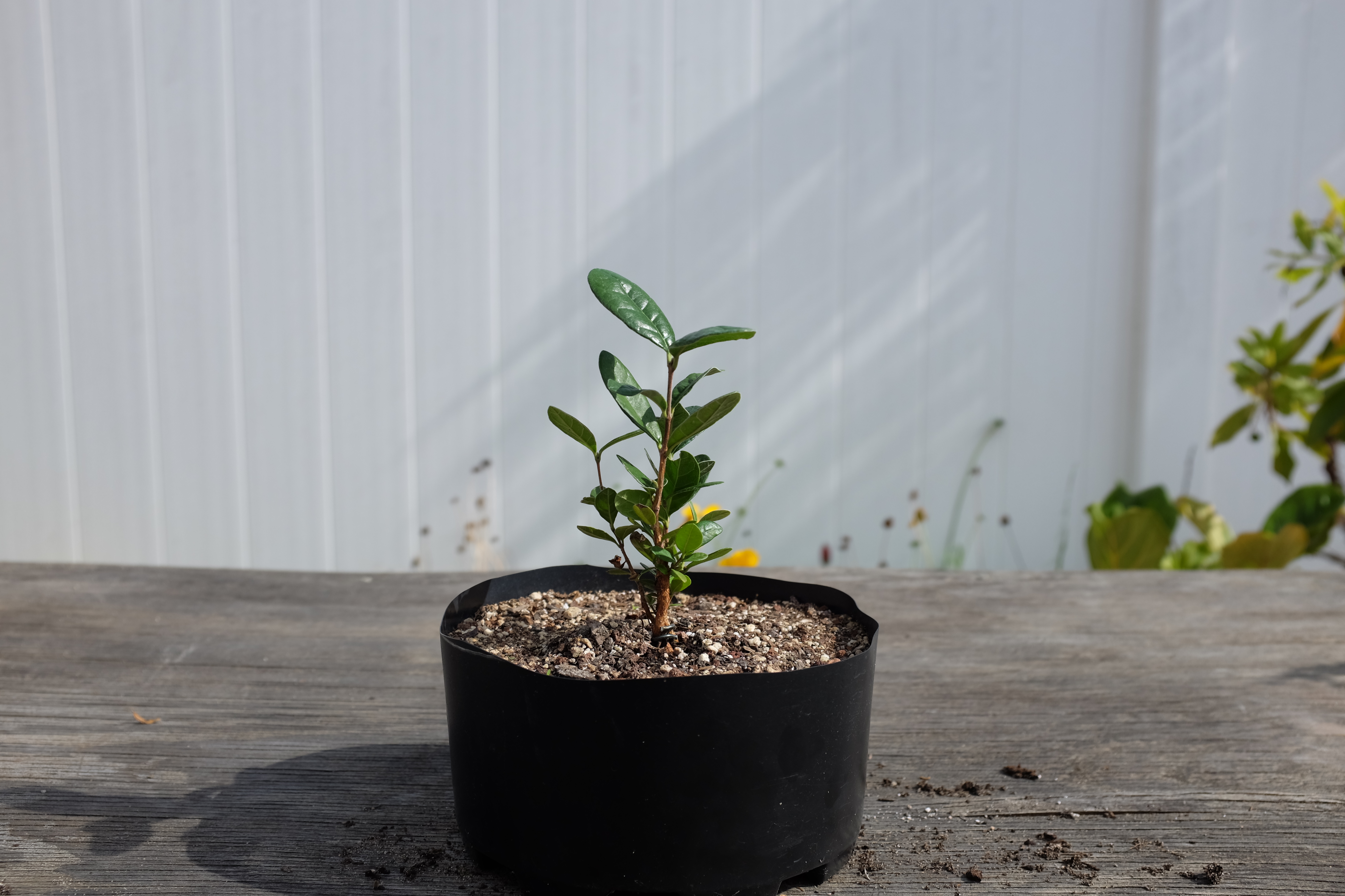Feijoa sellowiana seedling photo 2