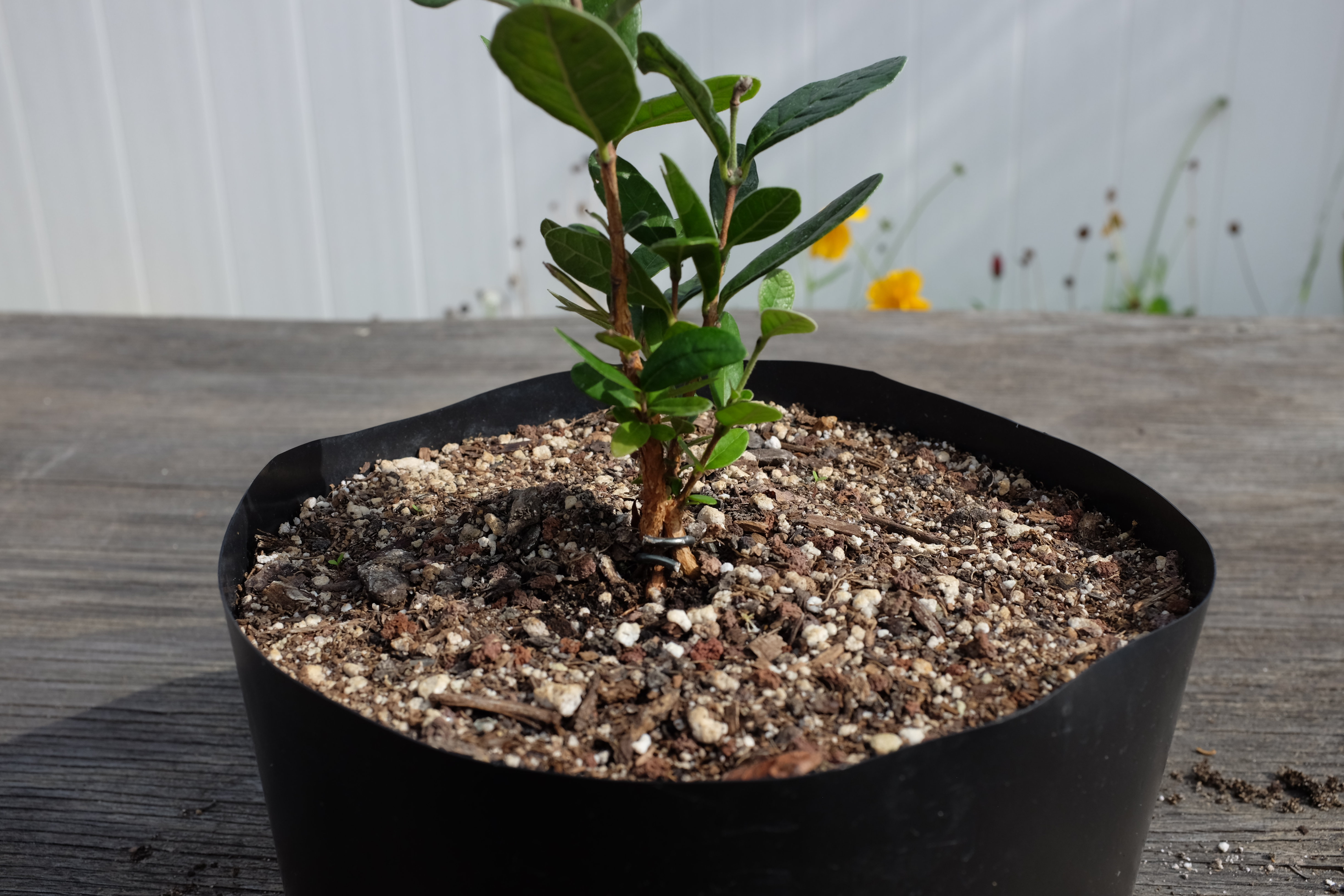 Feijoa sellowiana seedling photo 3