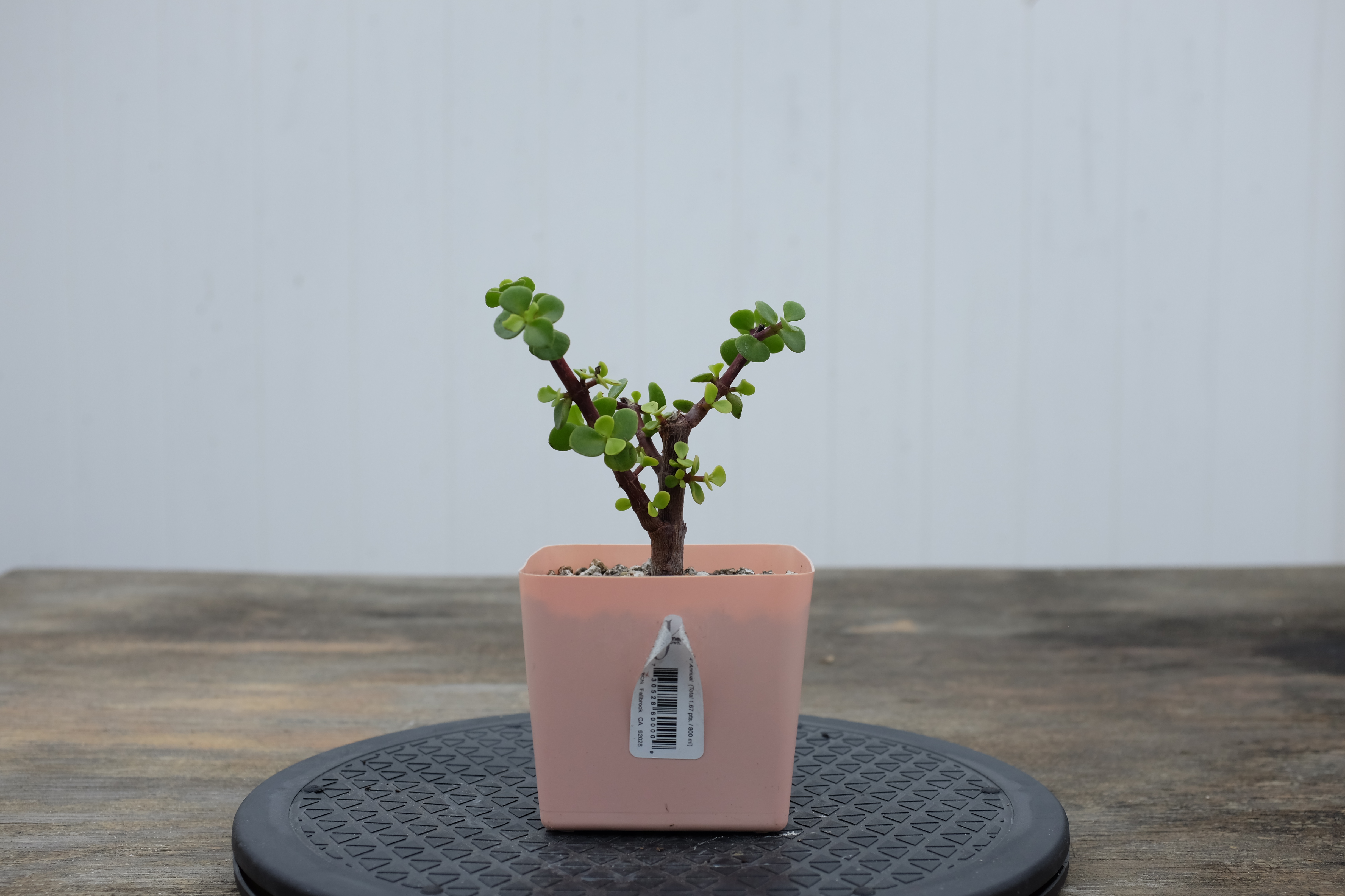 Portulacaria afra photo 1