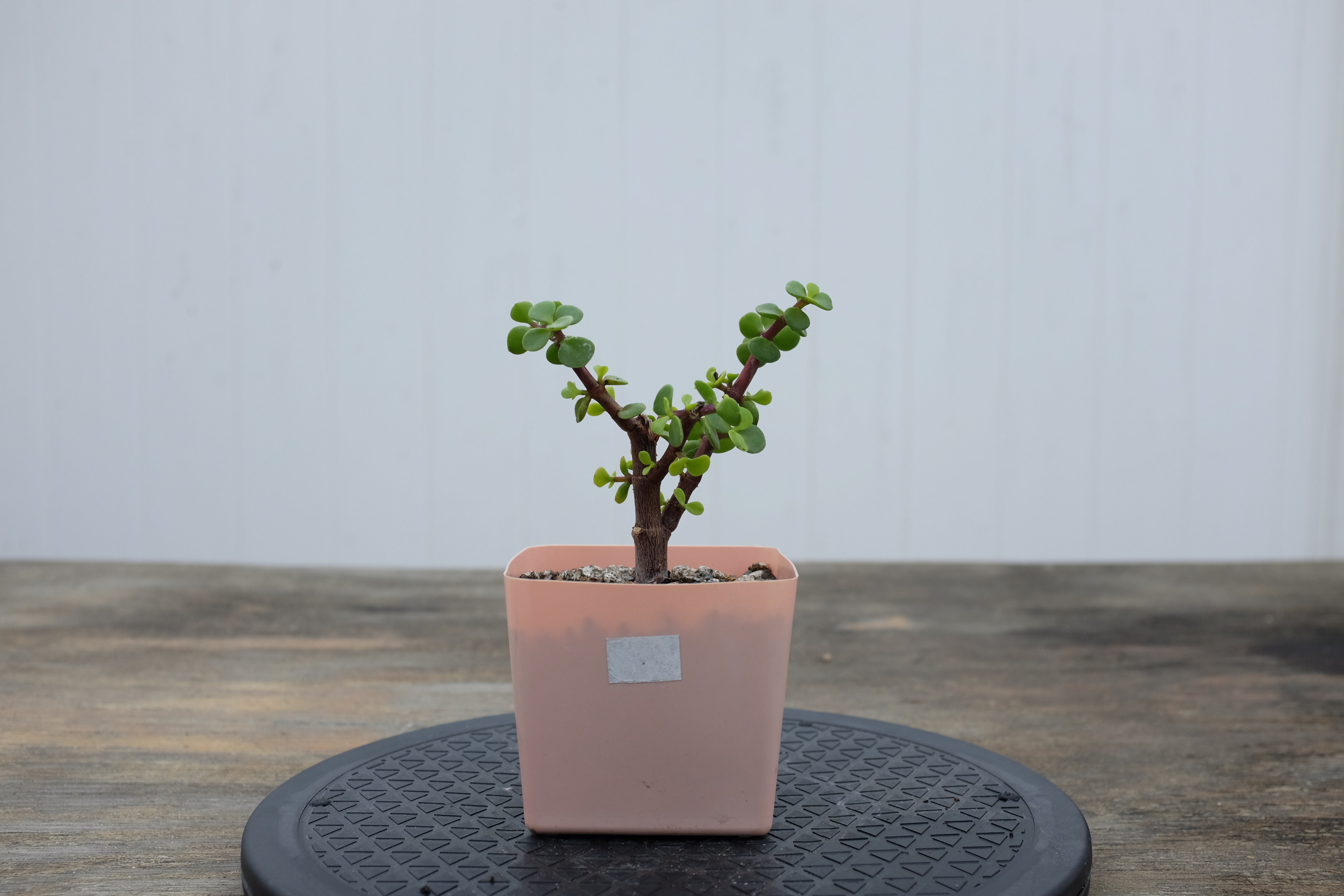 Portulacaria afra photo 2