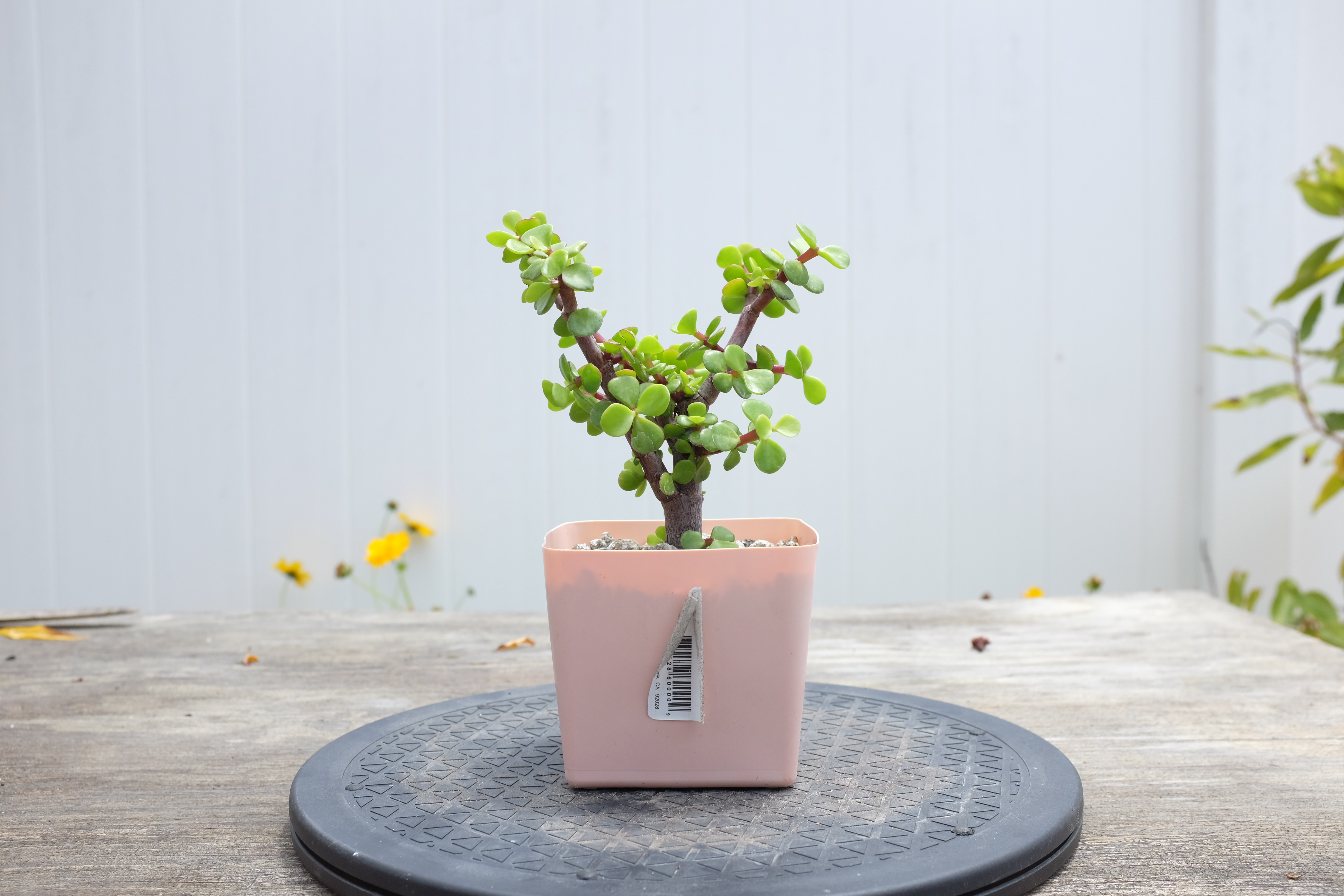 Portulacaria afra photo 3