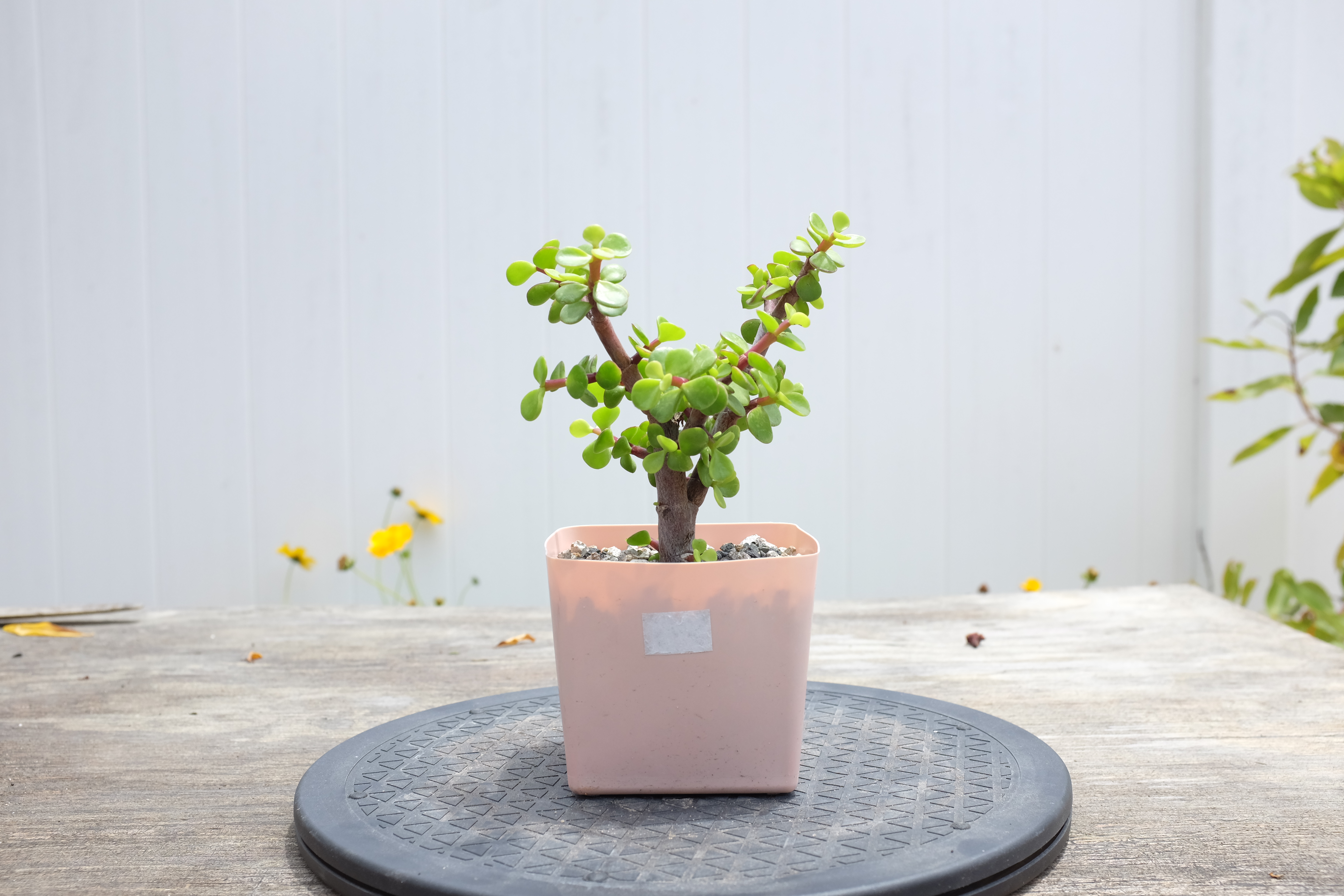 Portulacaria afra photo 4