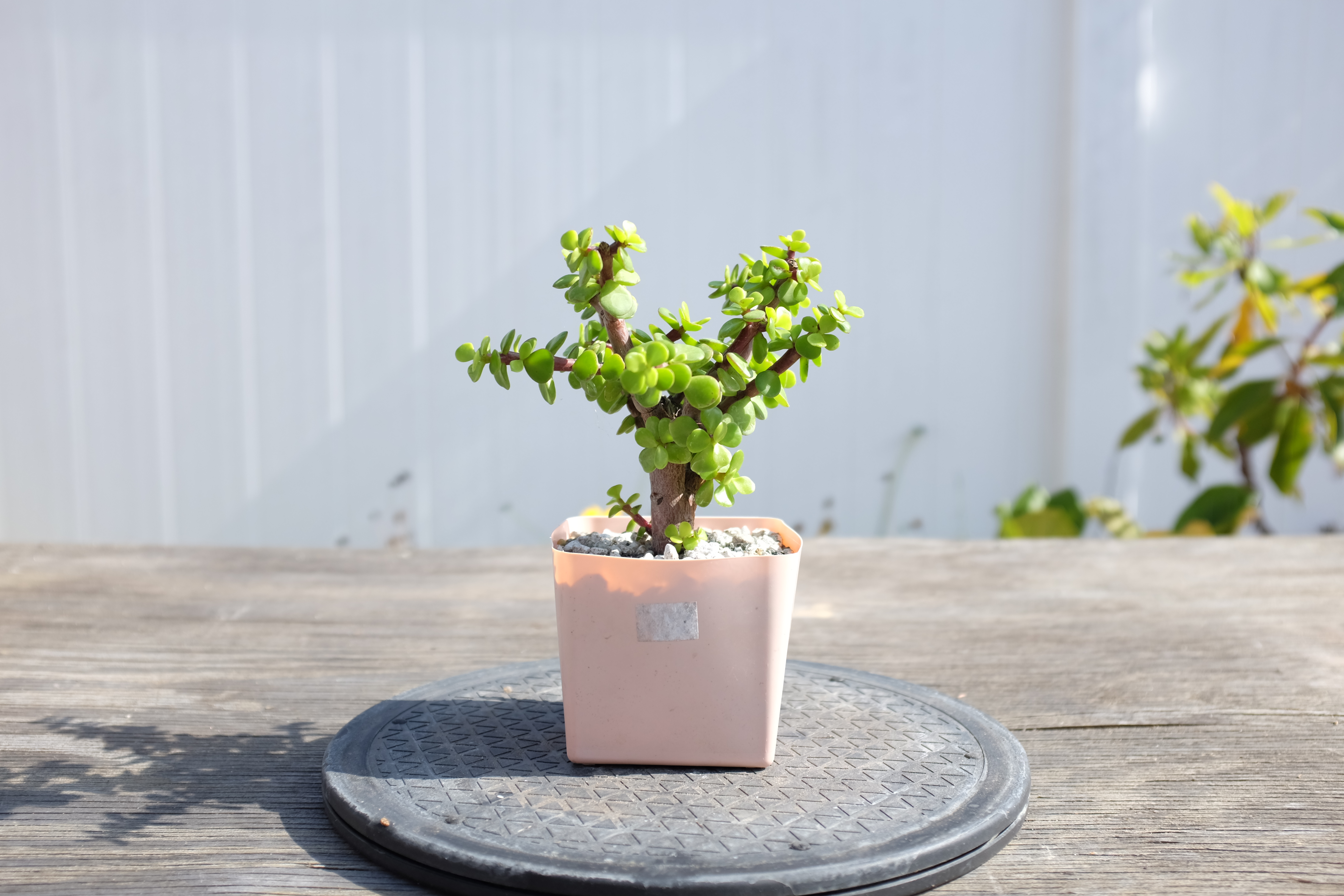 Portulacaria afra photo 5