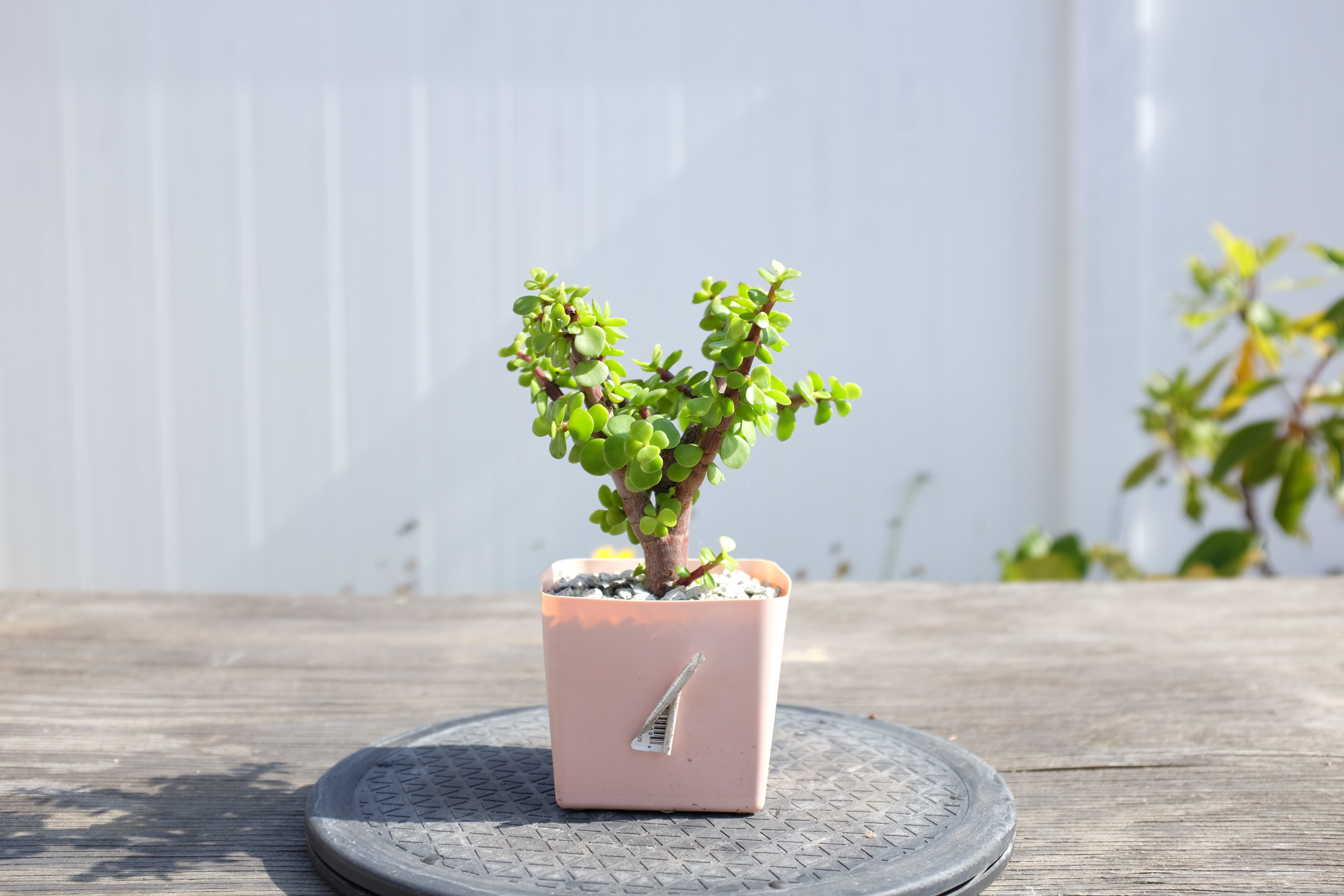 Portulacaria afra photo 6