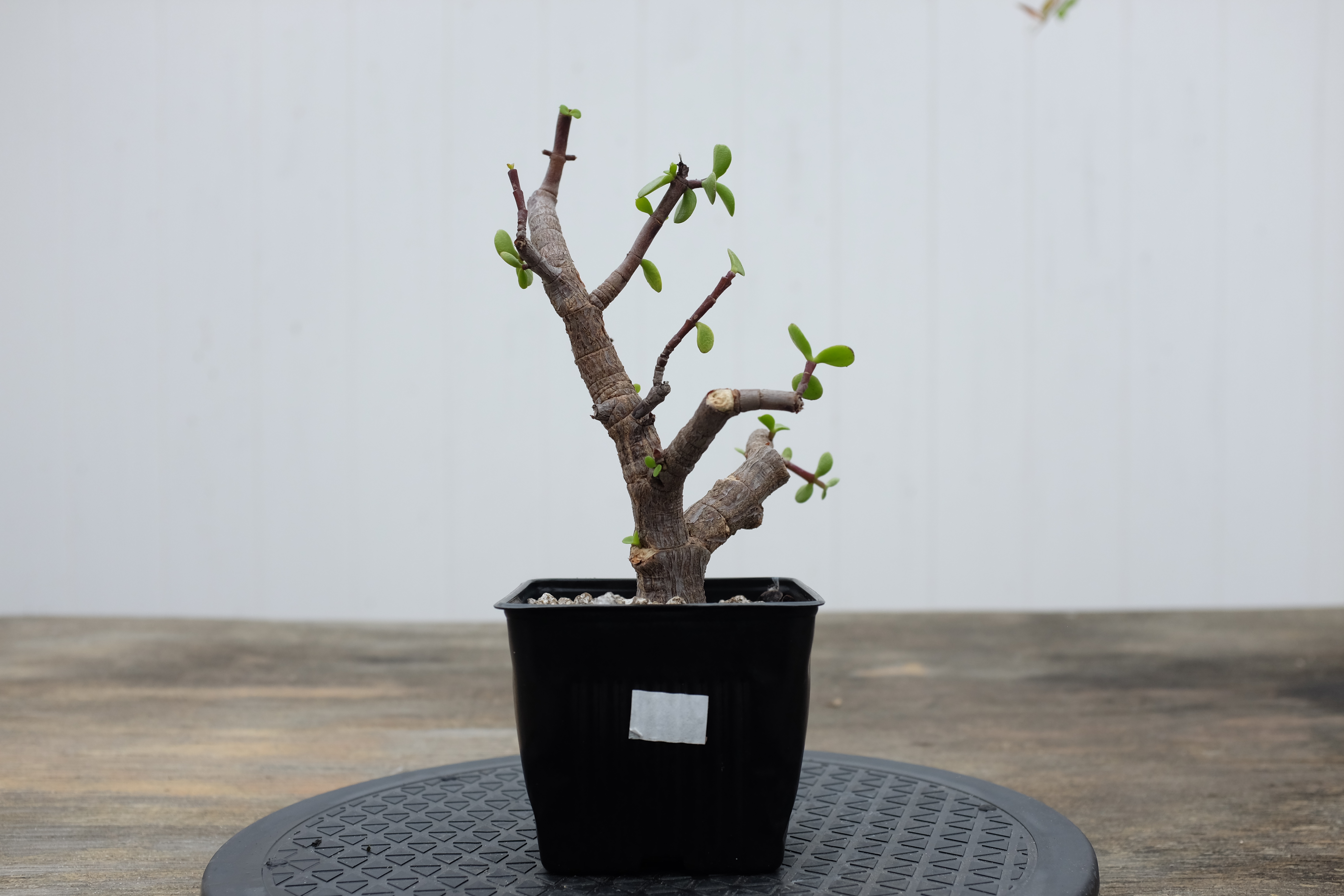 Portulacaria afra 2 photo 2