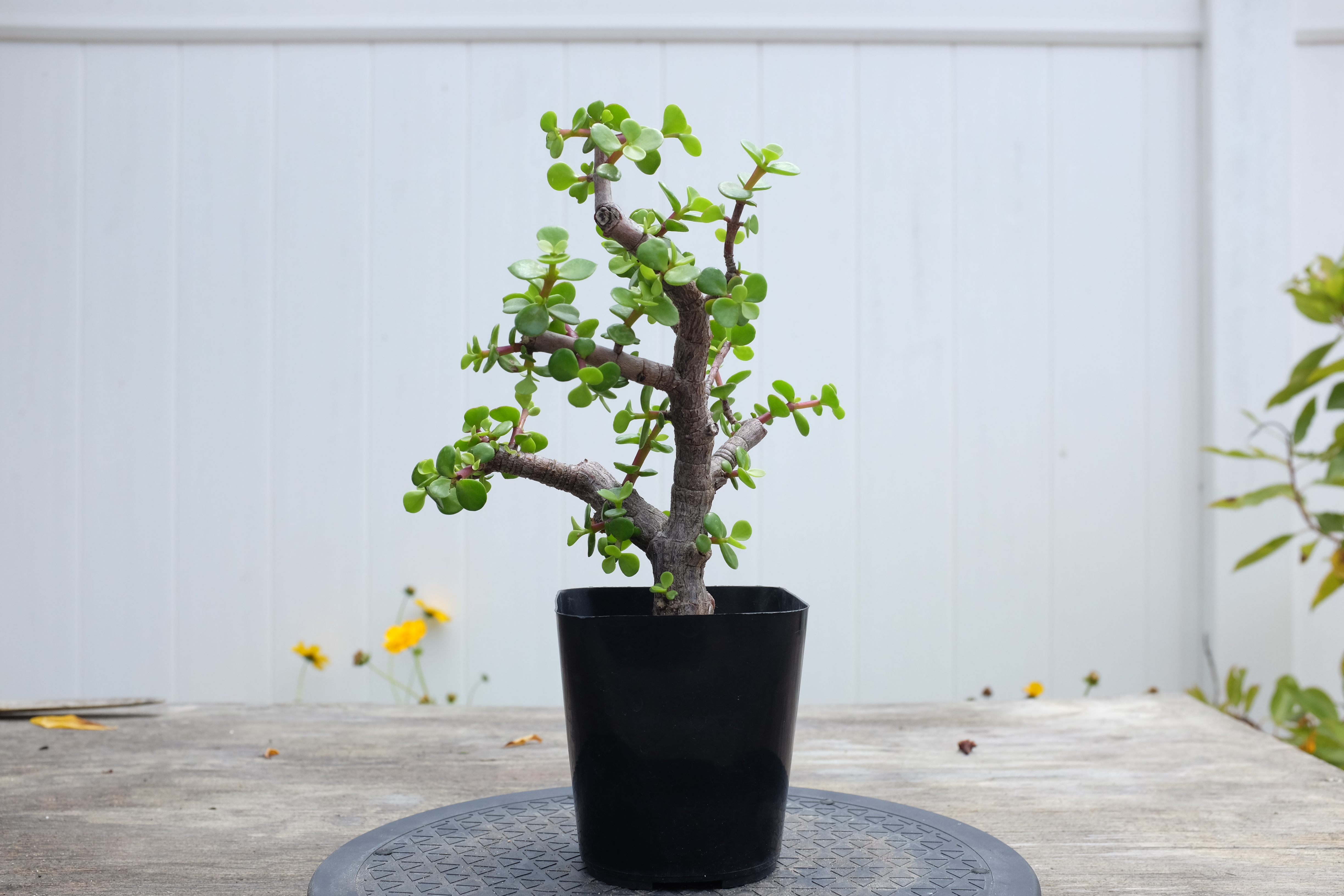 Portulacaria afra 2 photo 3