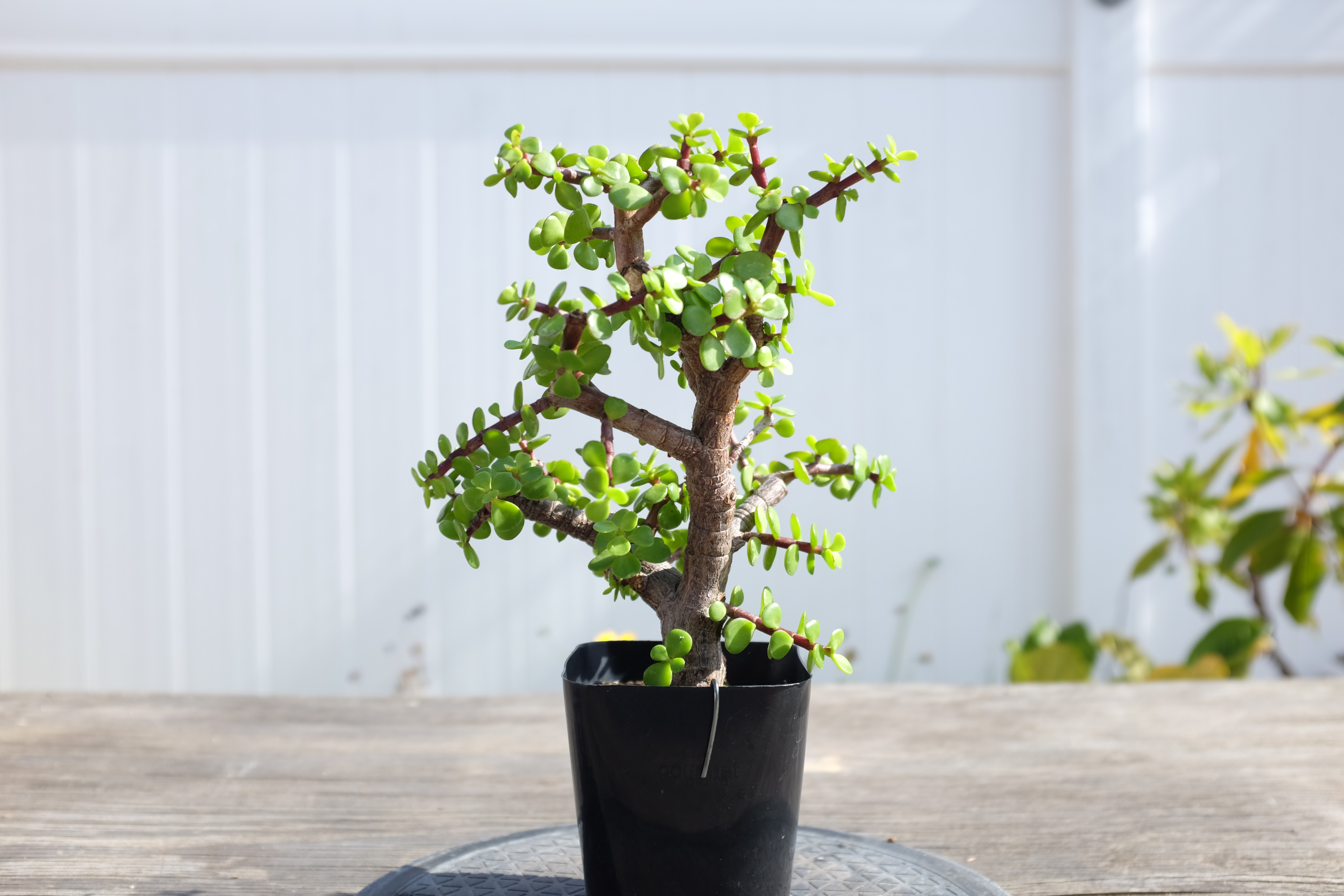 Portulacaria afra 2 photo 5