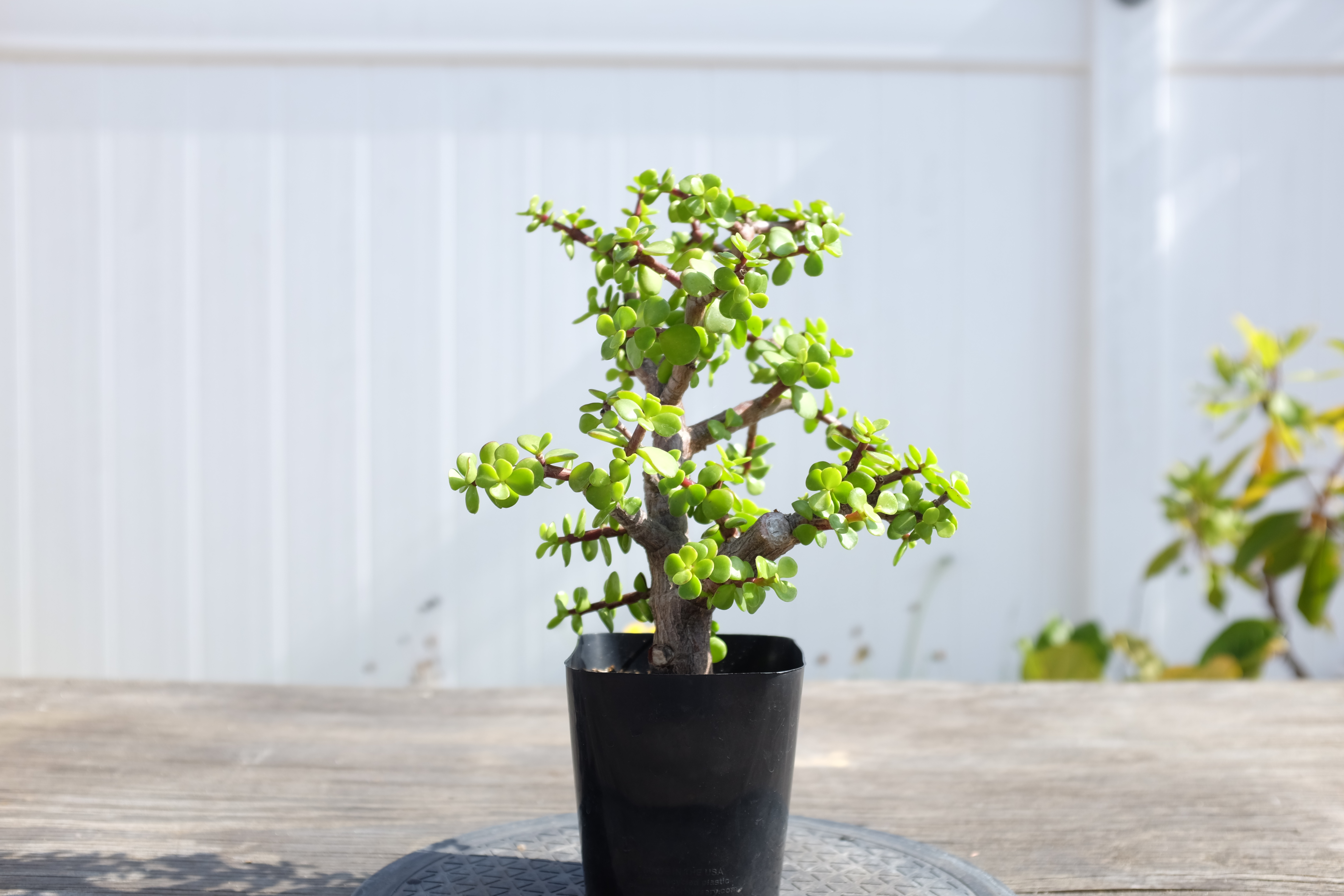 Portulacaria afra 2 photo 6