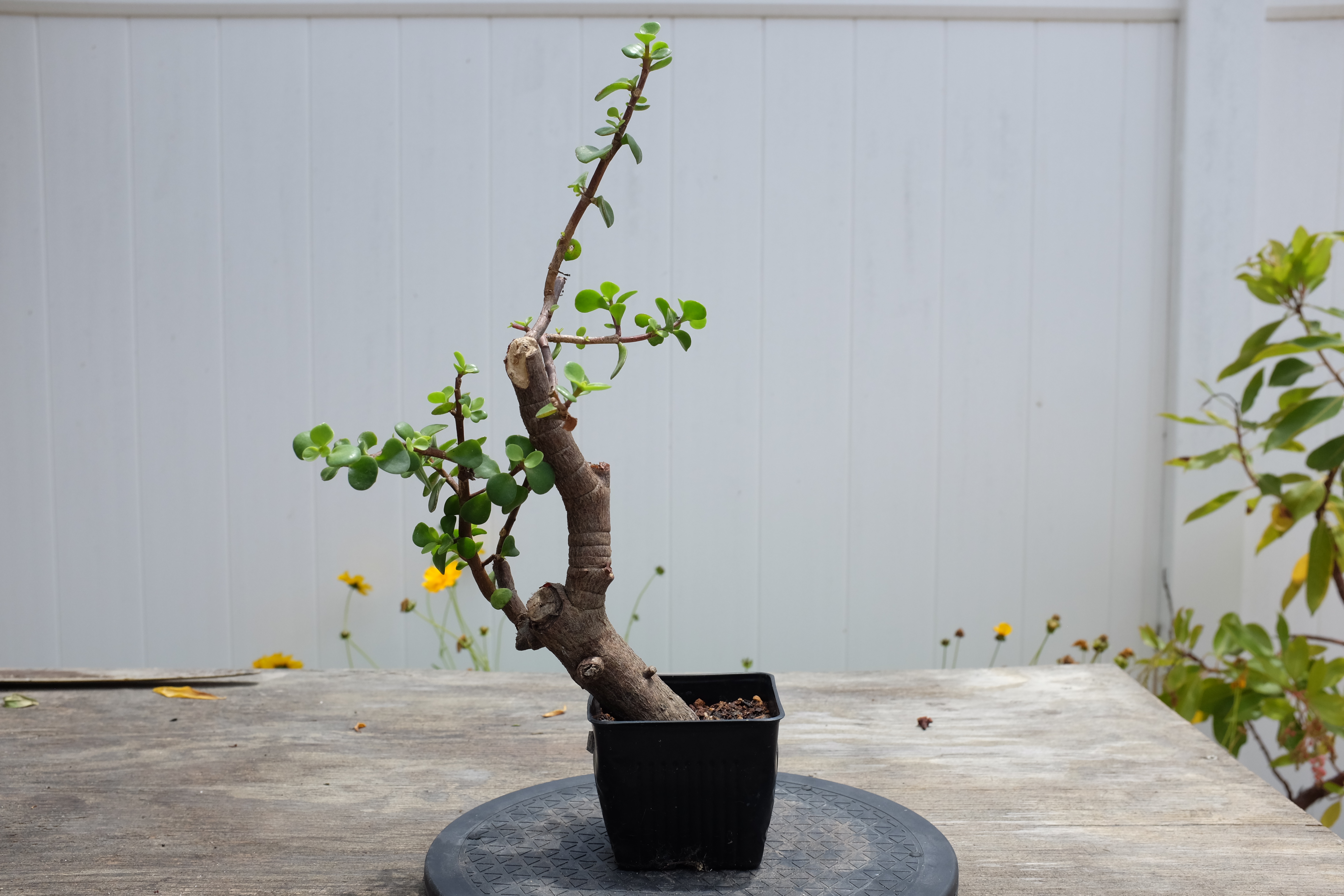 Portulacaria afra 3 photo 1