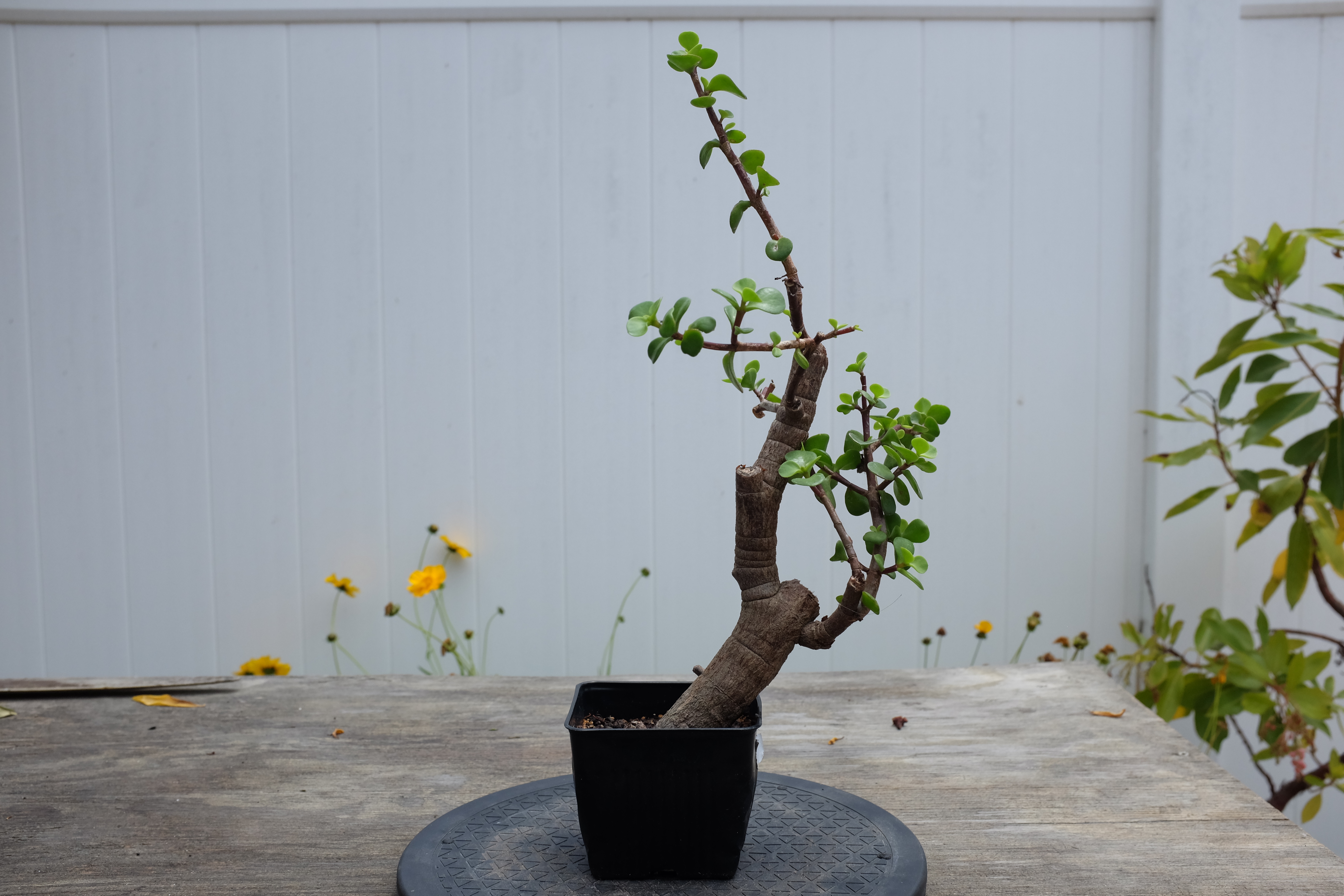 Portulacaria afra 3 photo 2