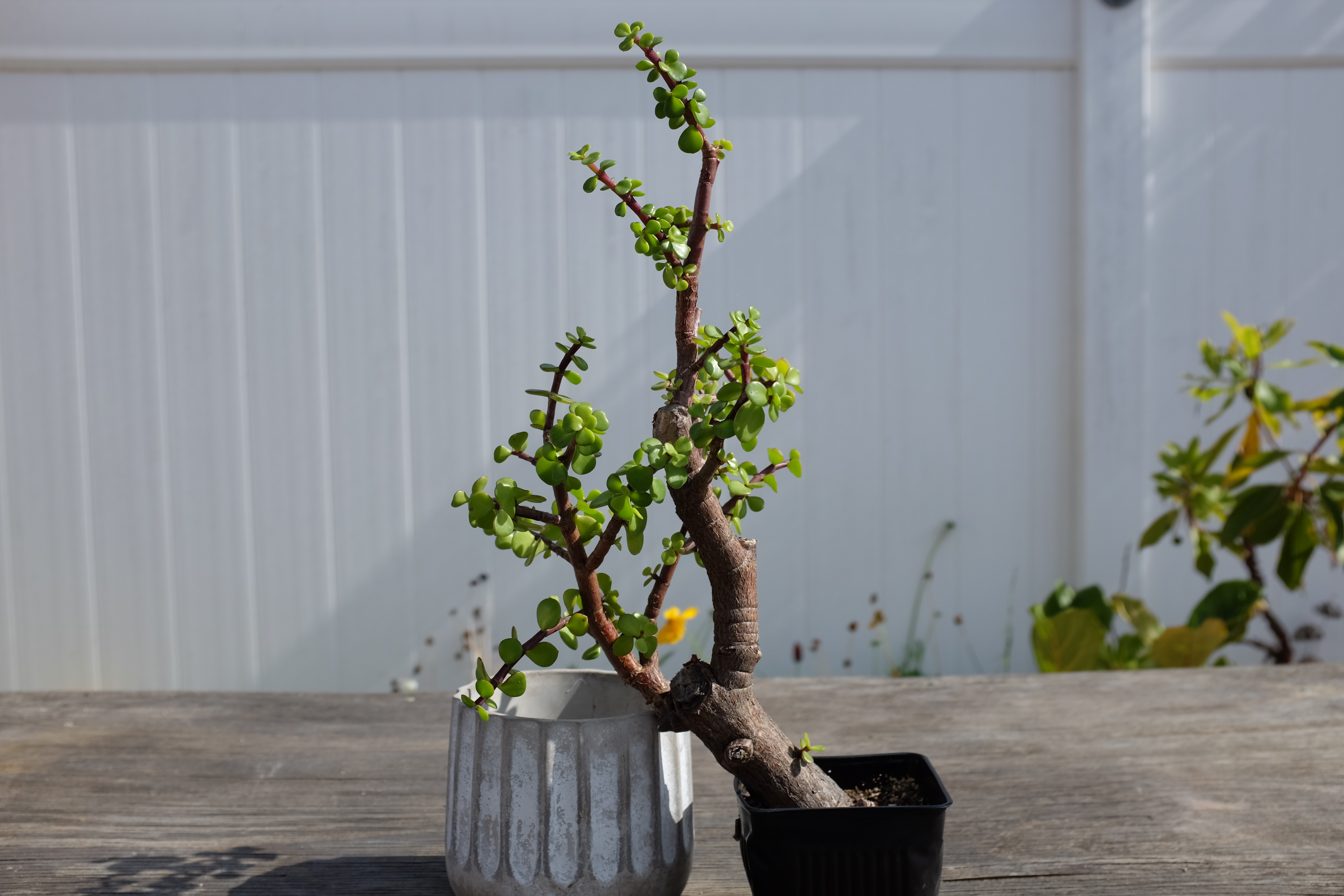 Portulacaria afra 3 photo 3