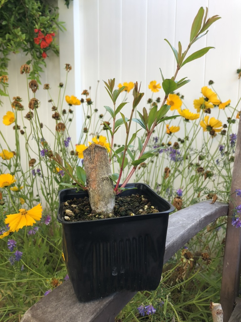 p-granatum 3 photo 1