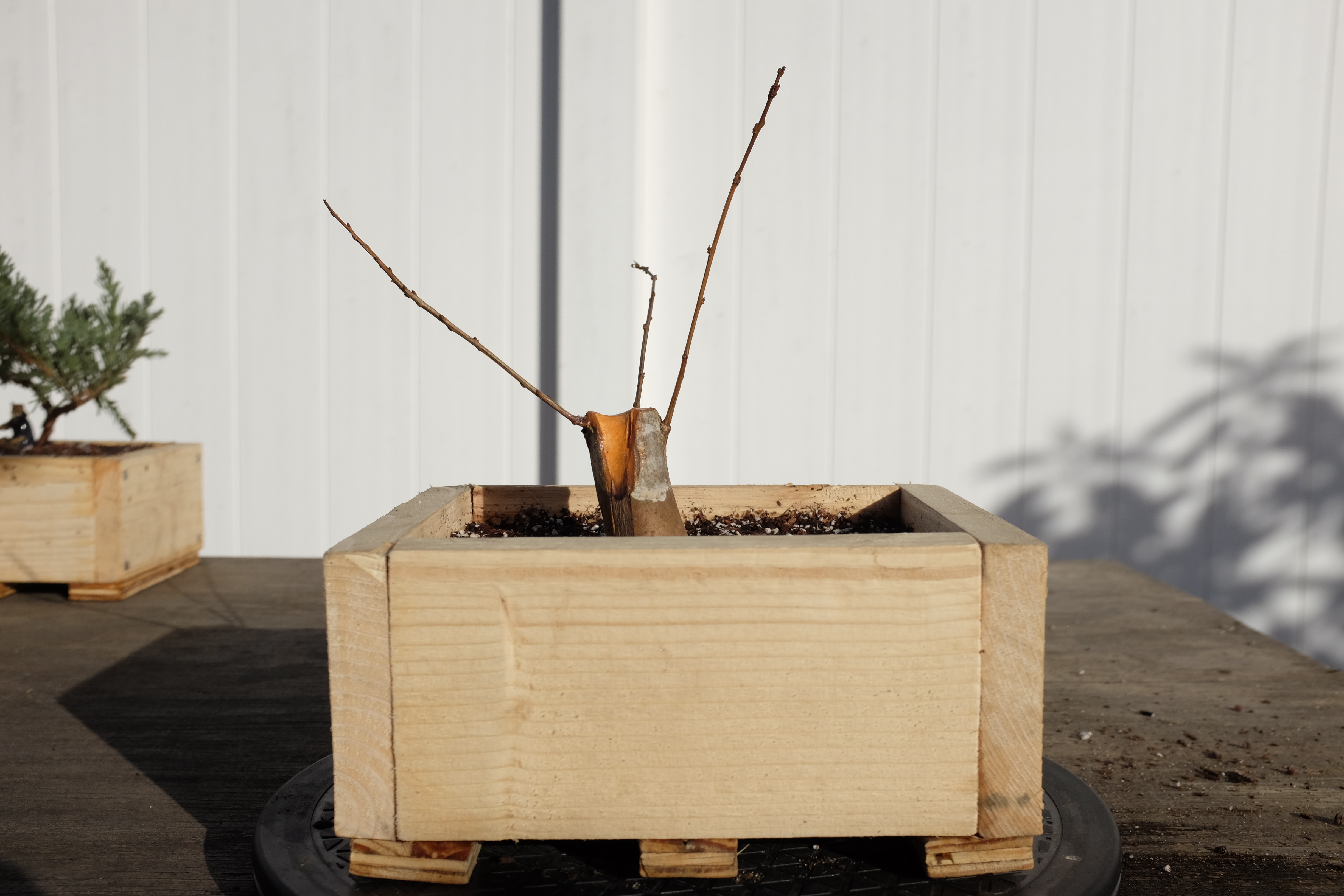 p-granatum 3 photo 2