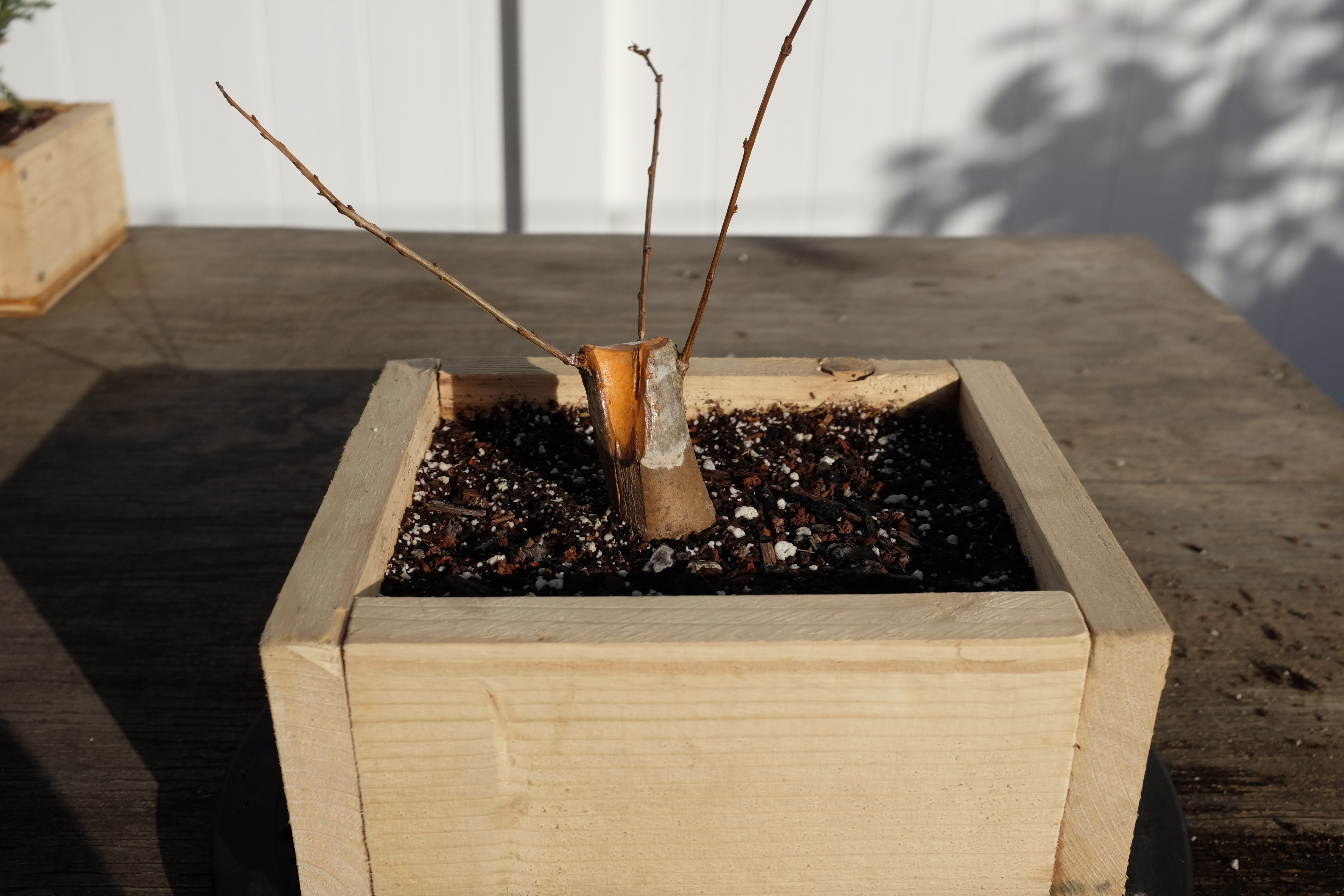 p-granatum 3 photo 3