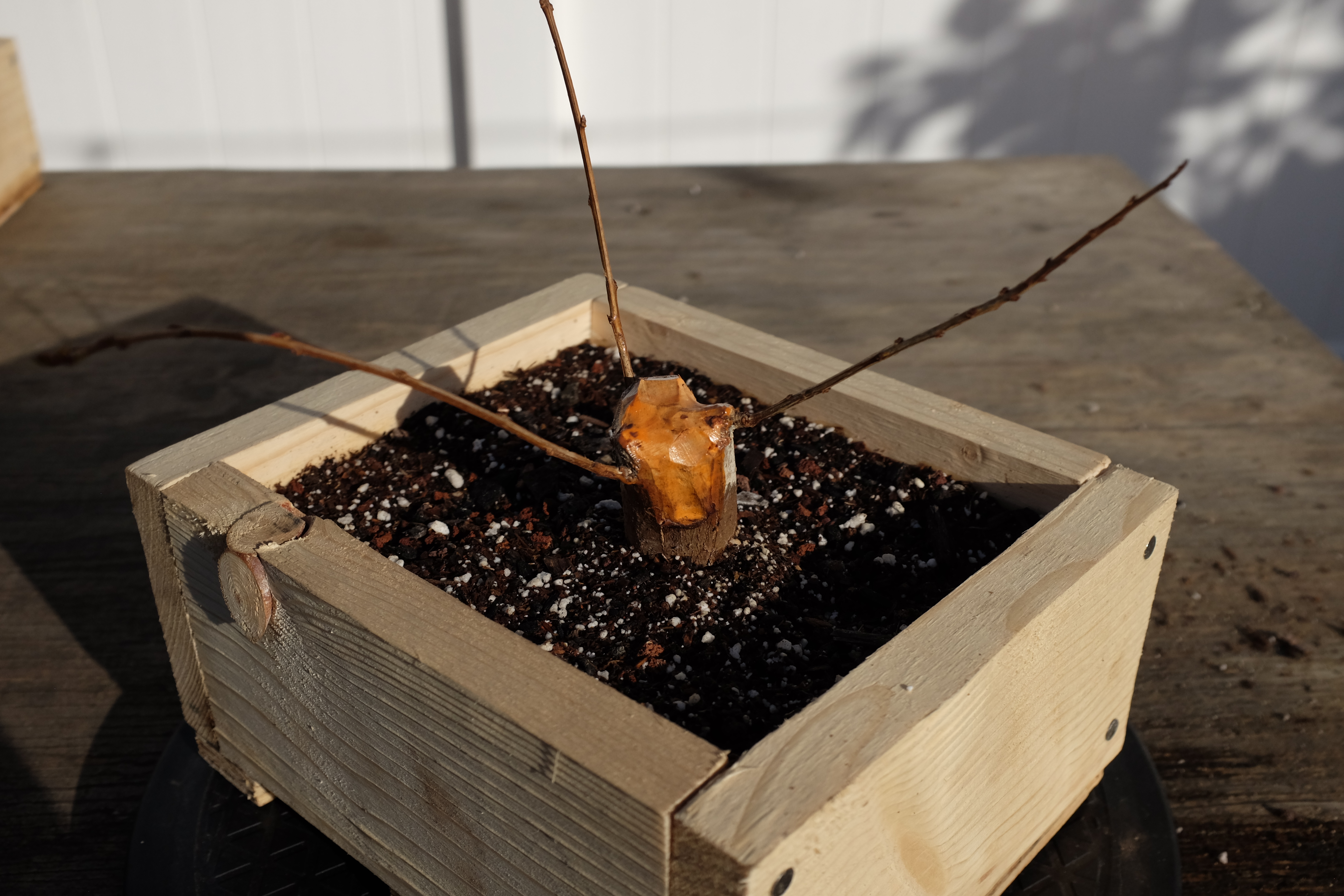 p-granatum 3 photo 4