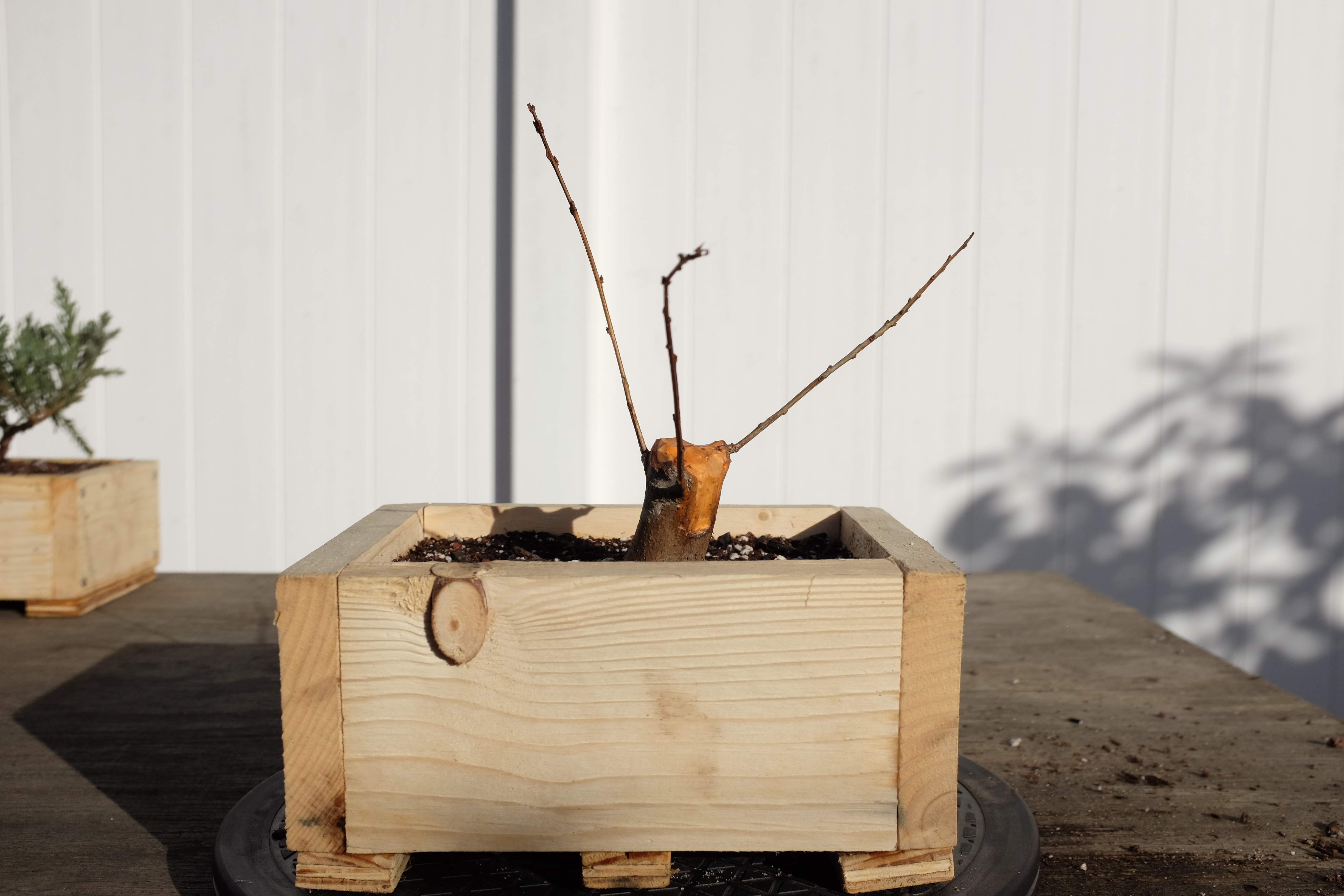 p-granatum 3 photo 5