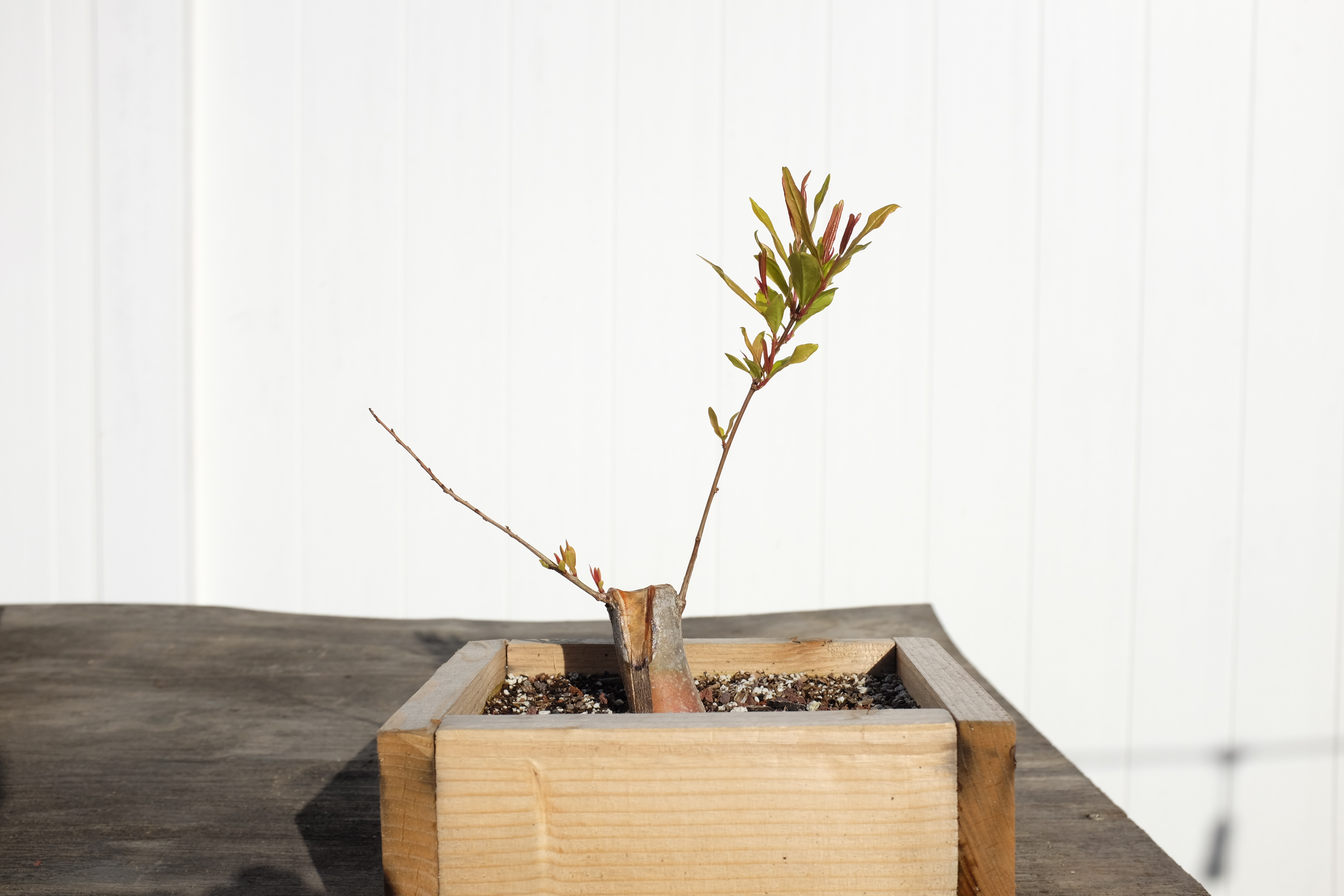 p-granatum 3 photo 6