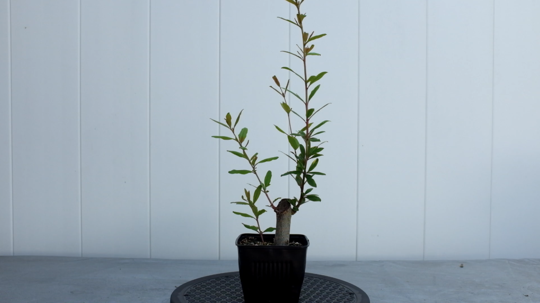 p-granatum 6 photo 1