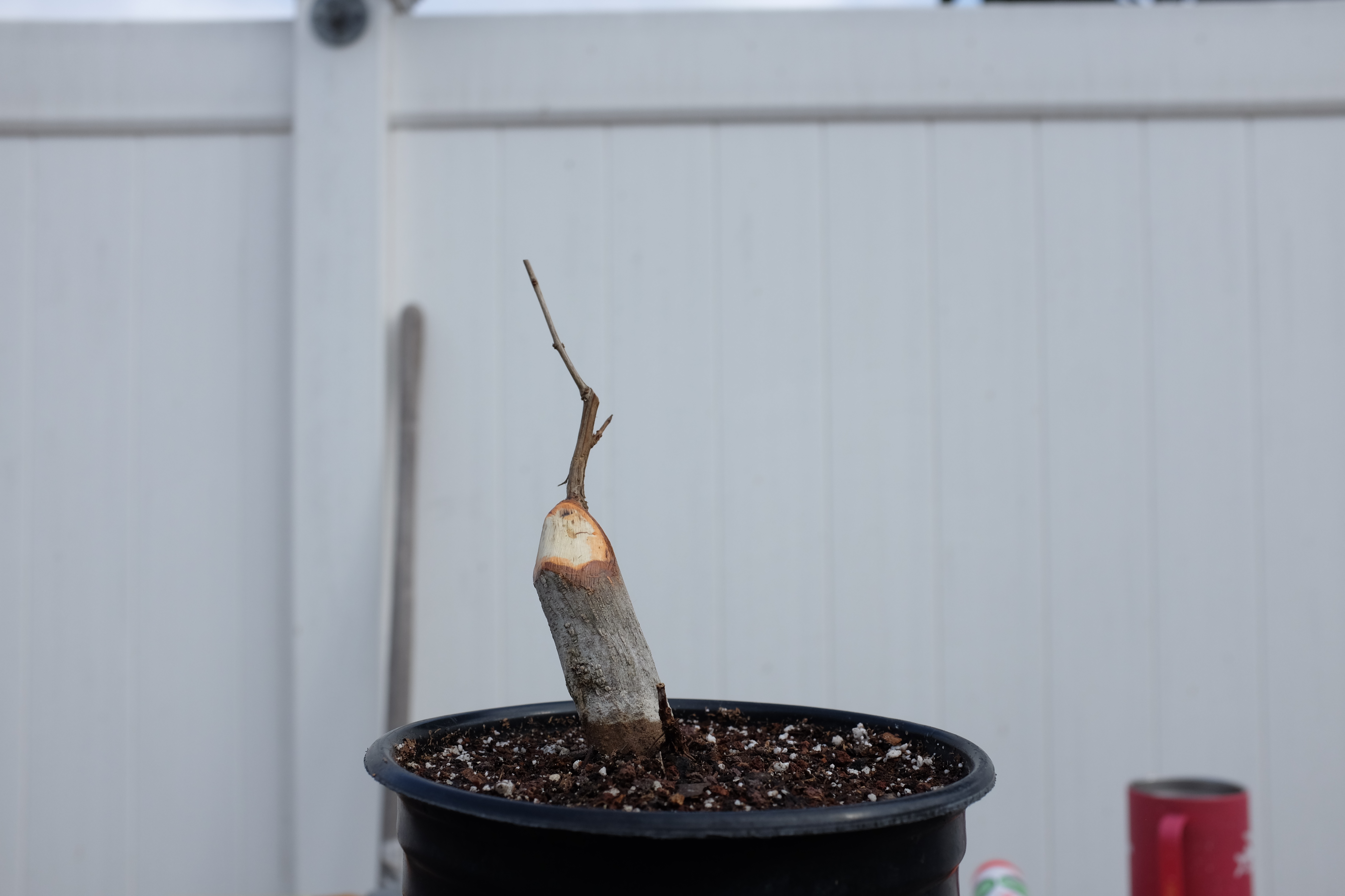 p-granatum 6 photo 10