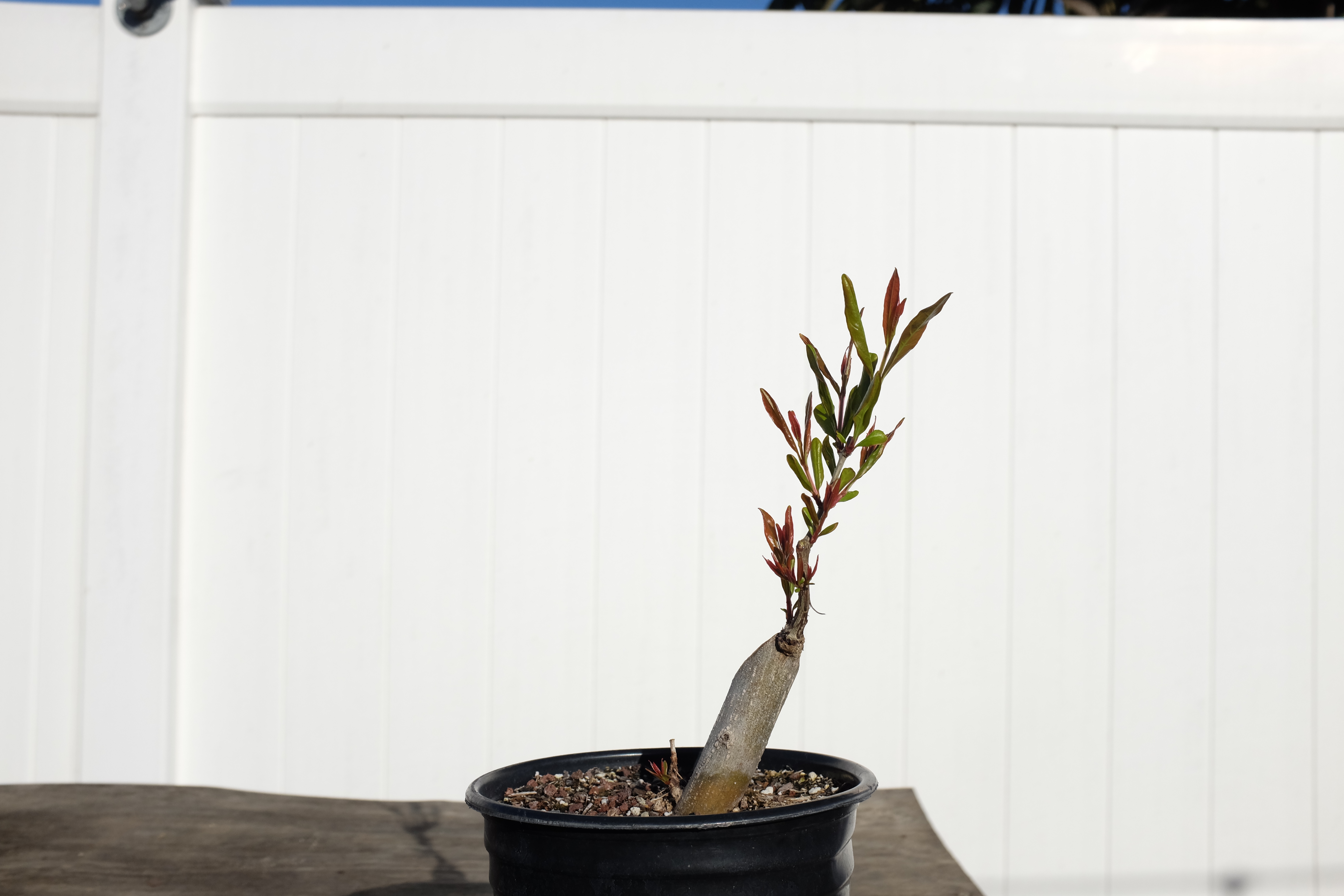 p-granatum 6 photo 11