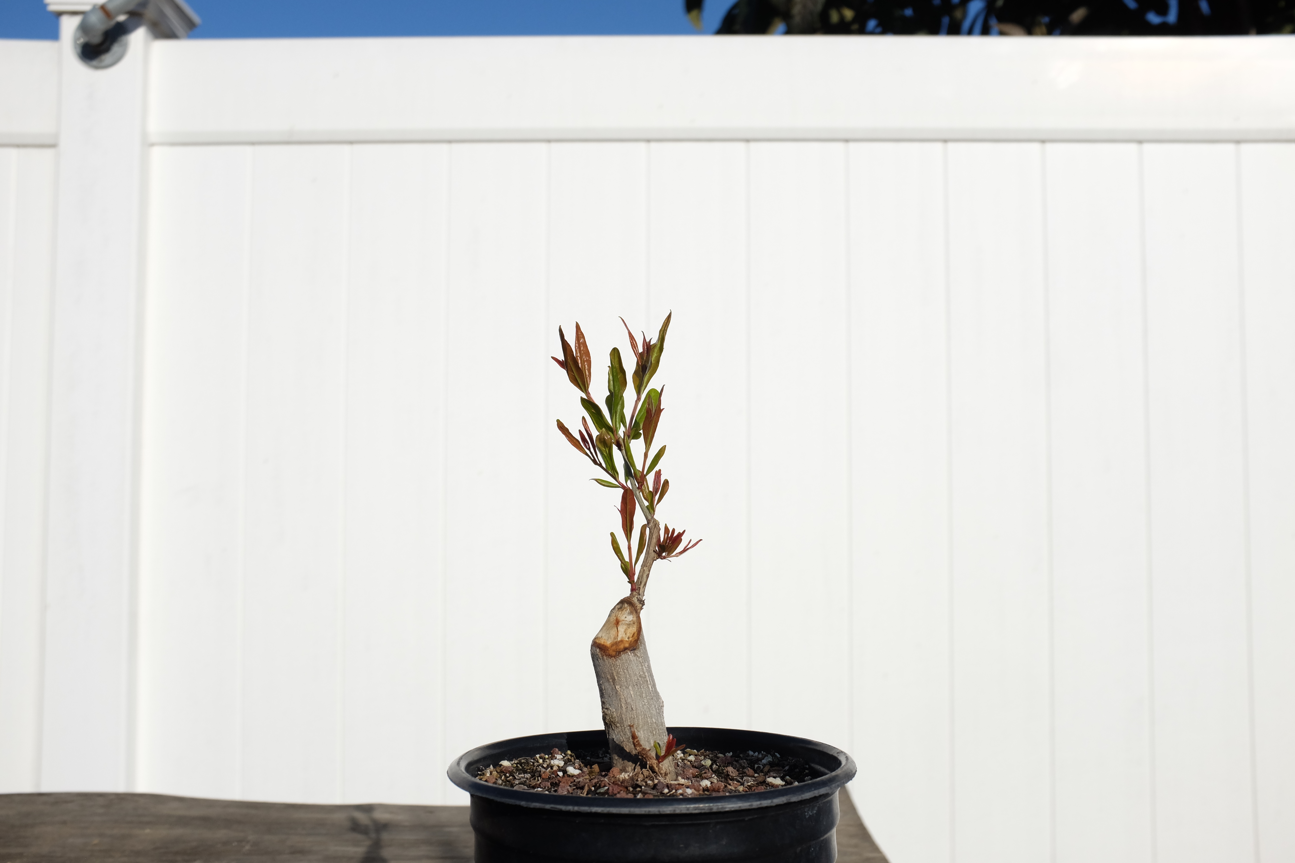 p-granatum 6 photo 12