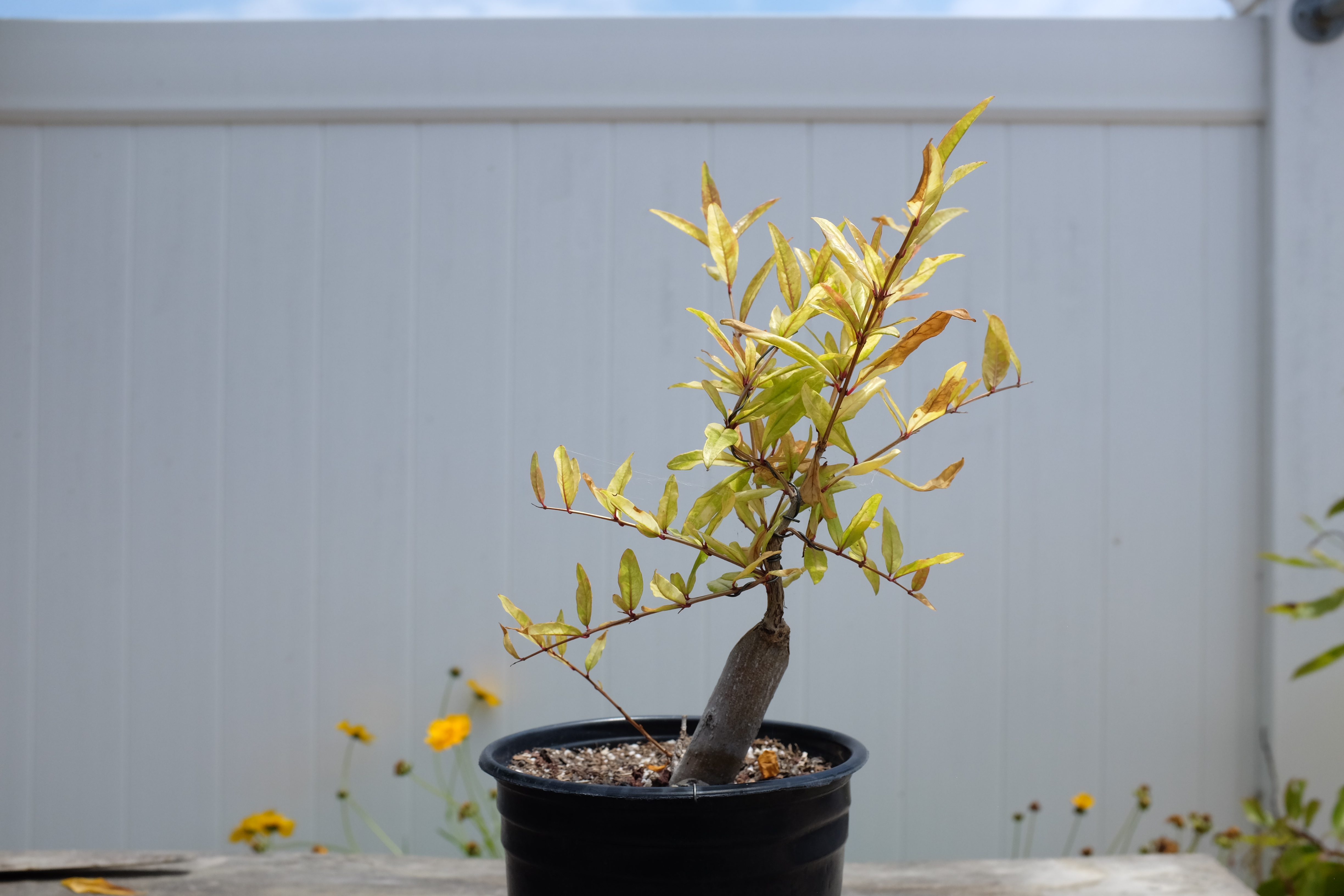 p-granatum 6 photo 13