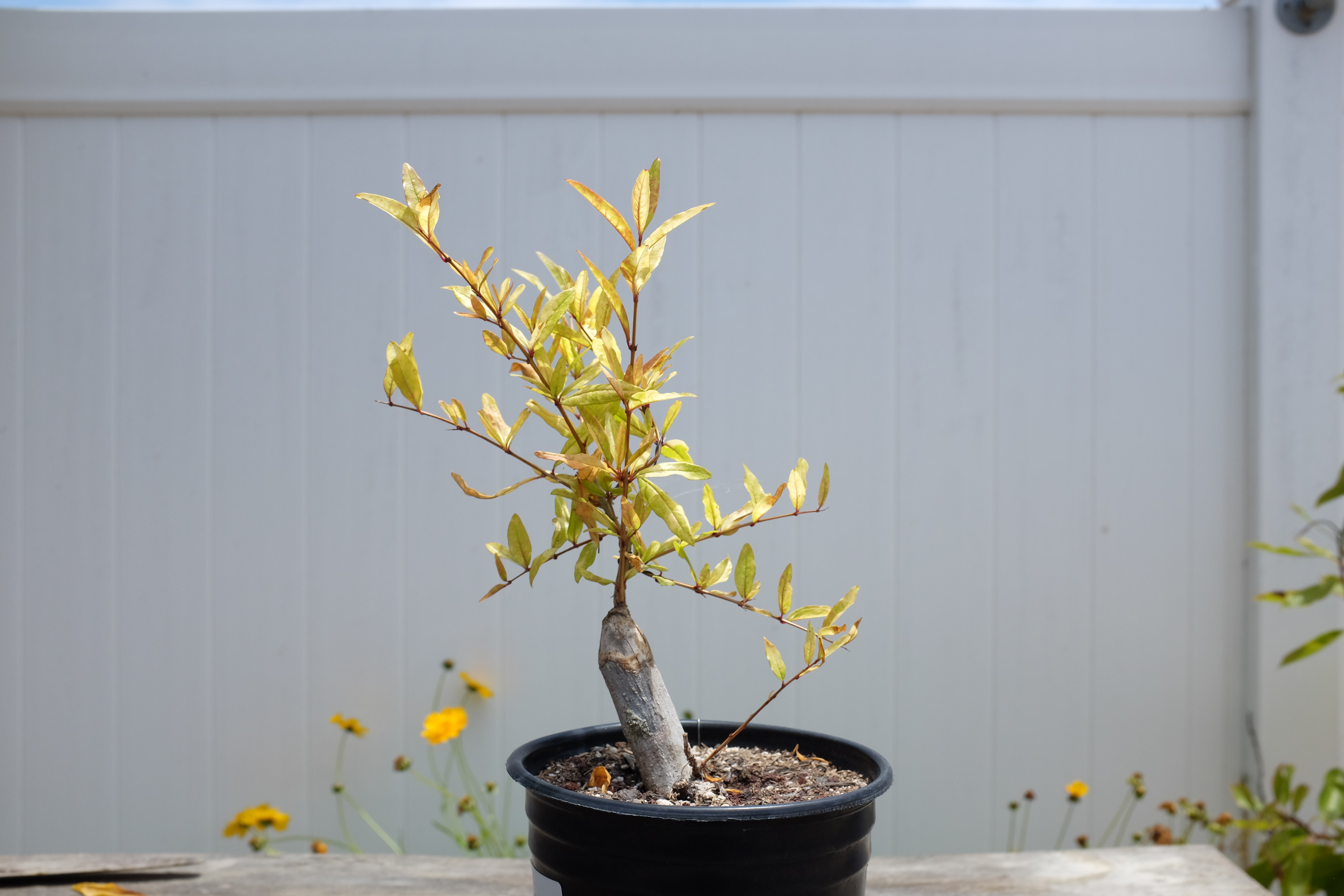 p-granatum 6 photo 14