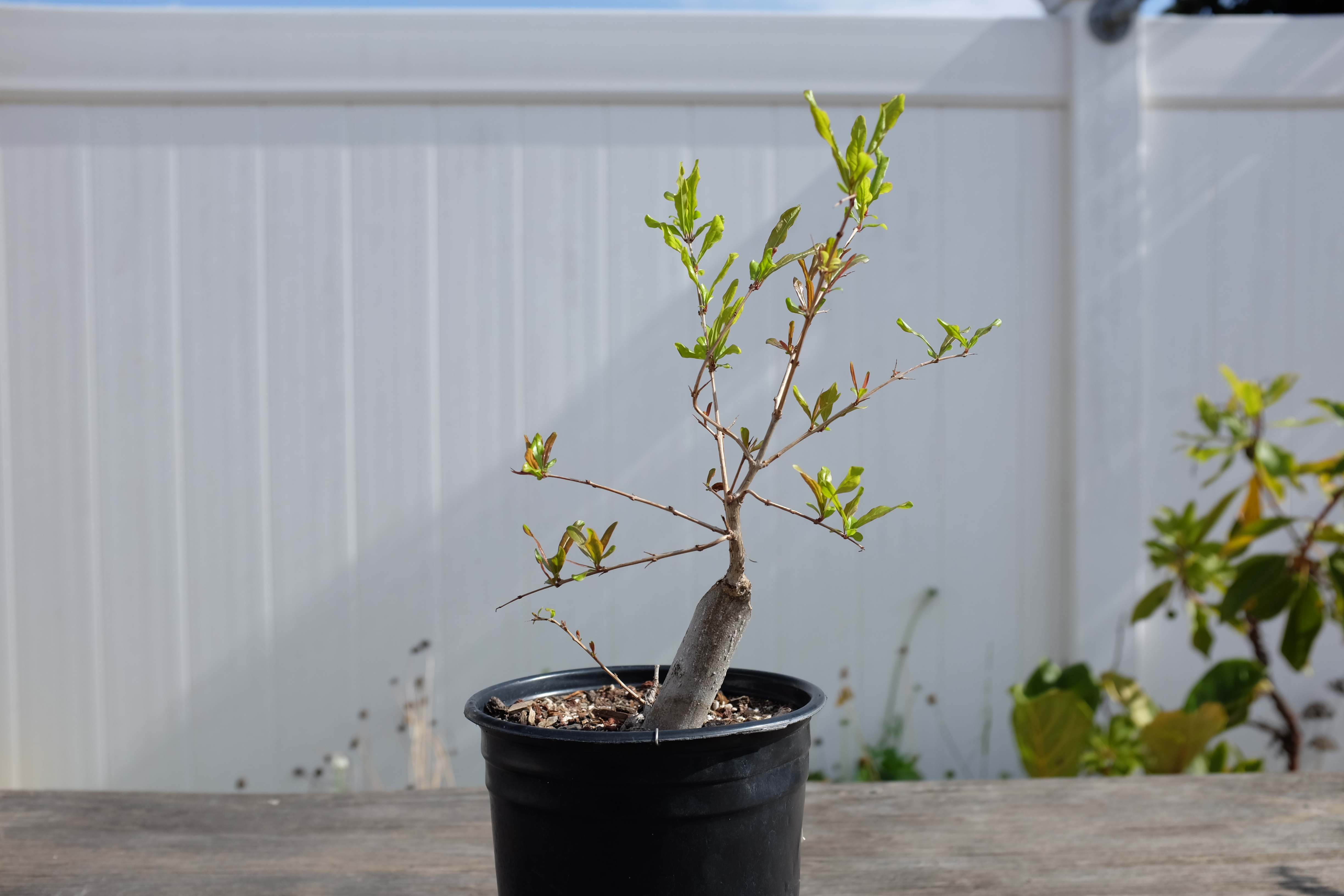 p-granatum 6 photo 15