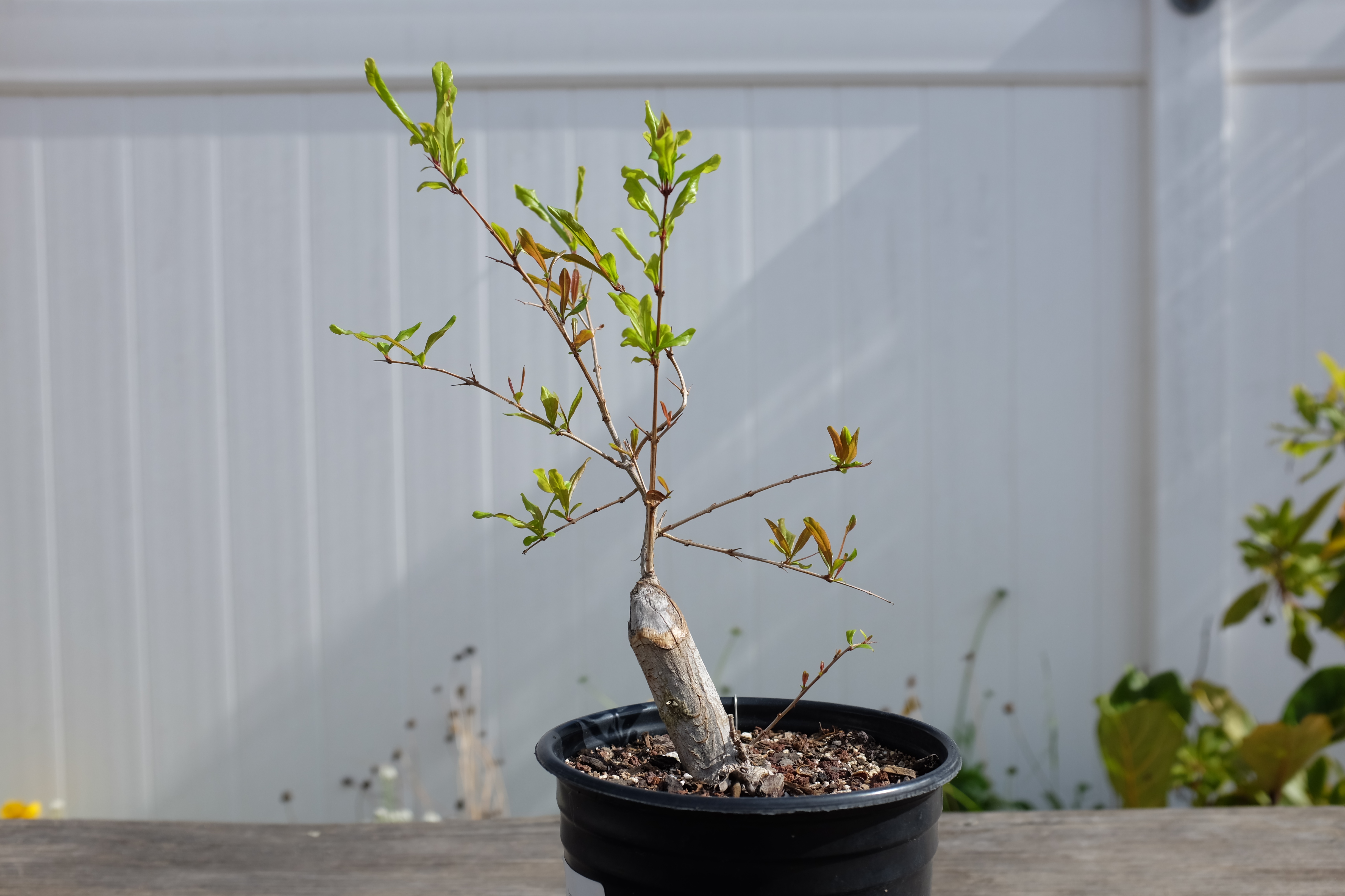 p-granatum 6 photo 16