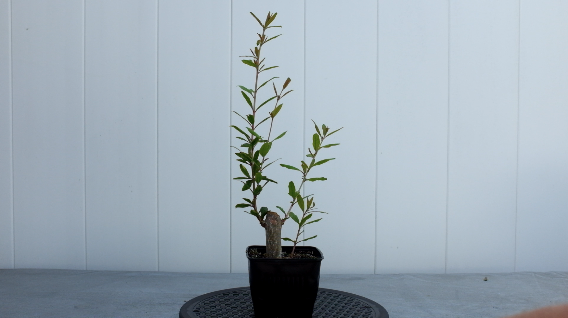 p-granatum 6 photo 2