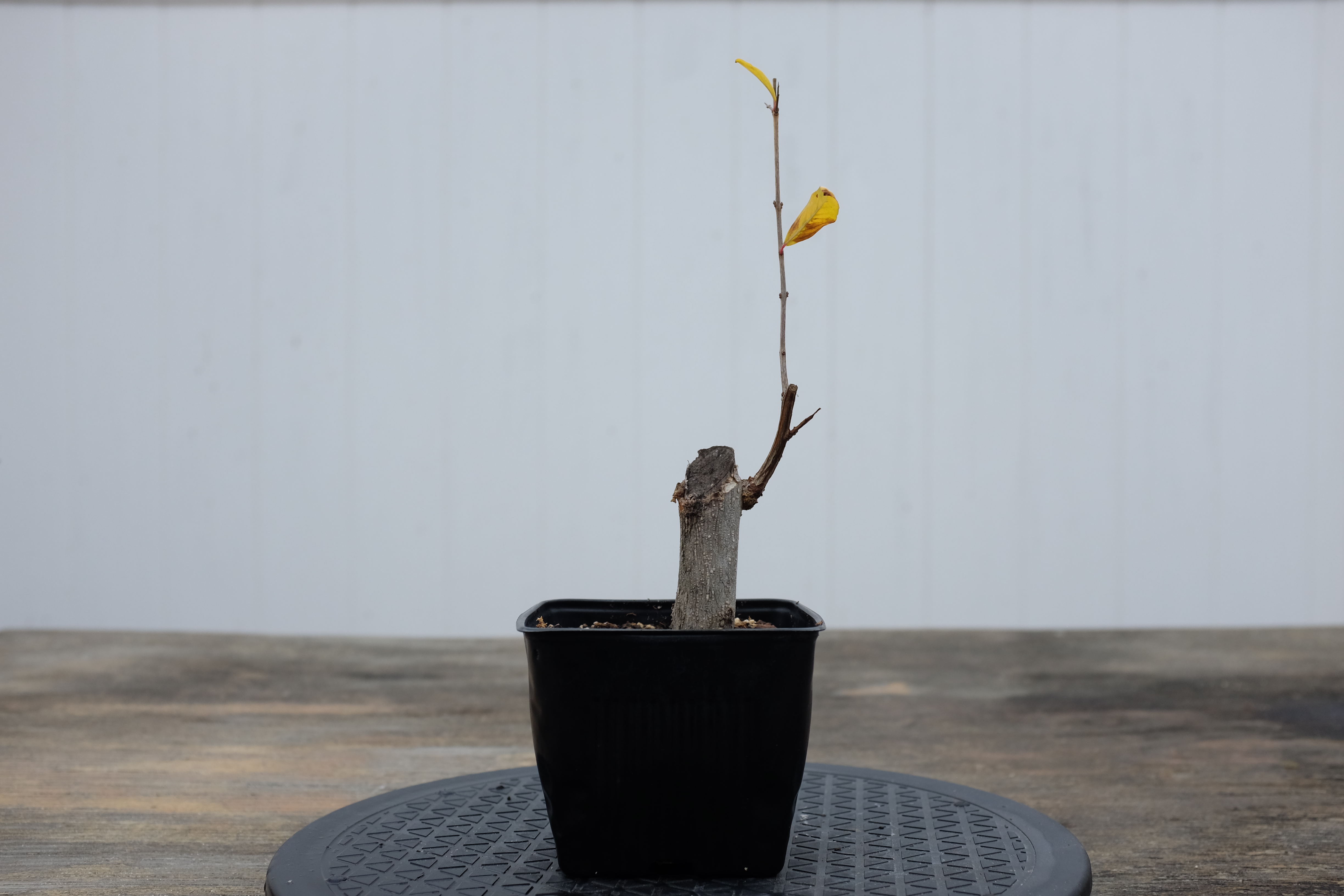 p-granatum 6 photo 3