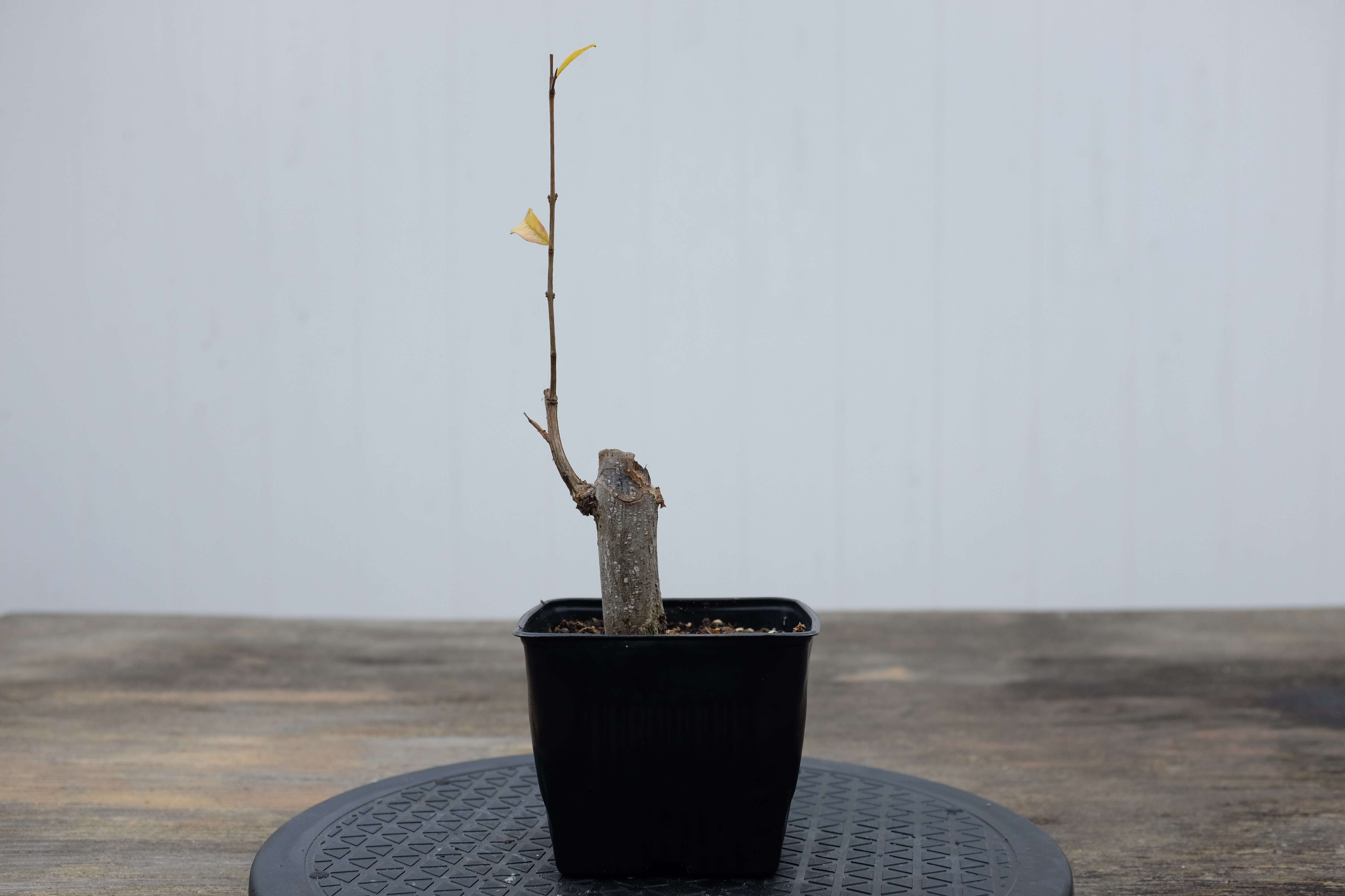 p-granatum 6 photo 4