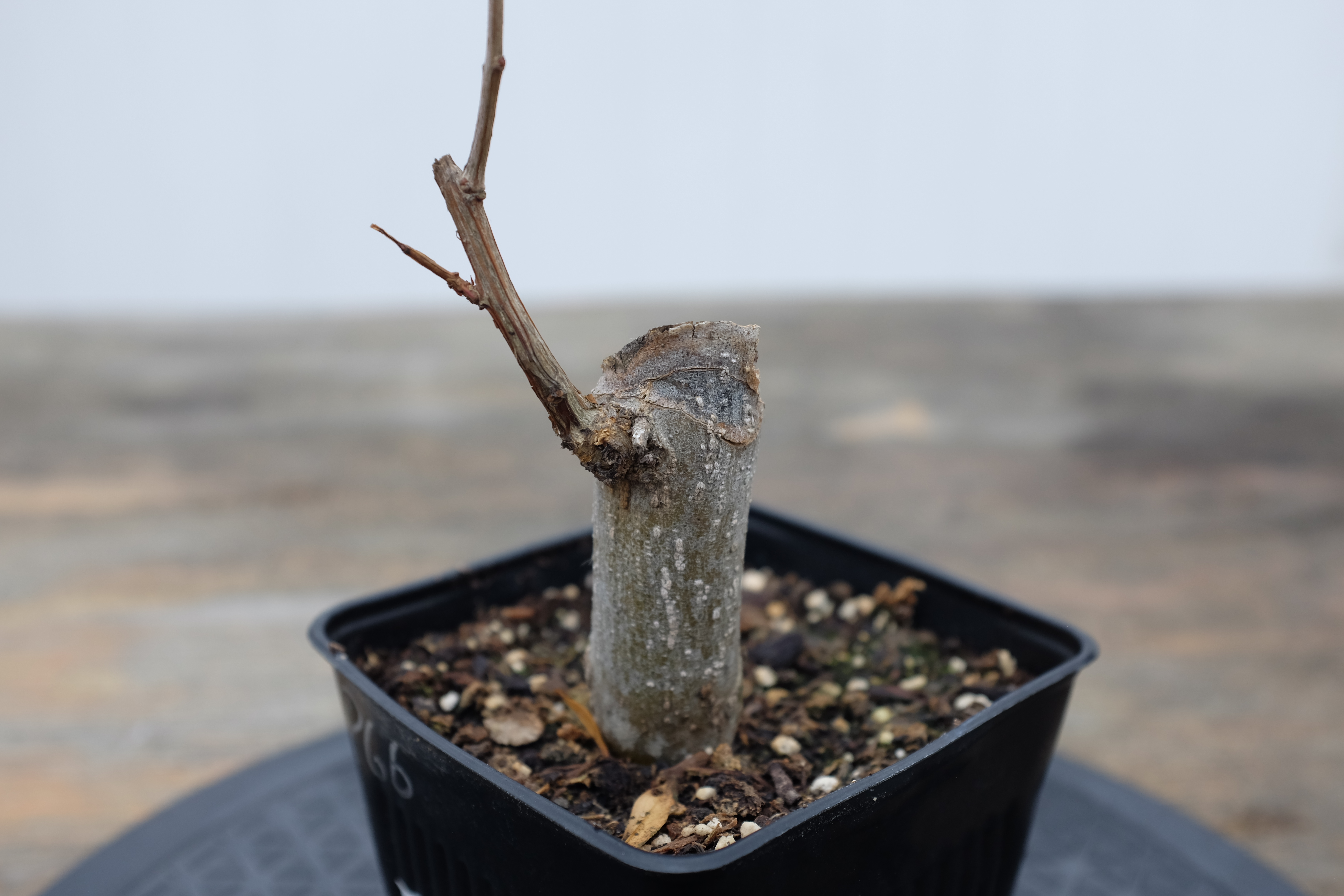 p-granatum 6 photo 5