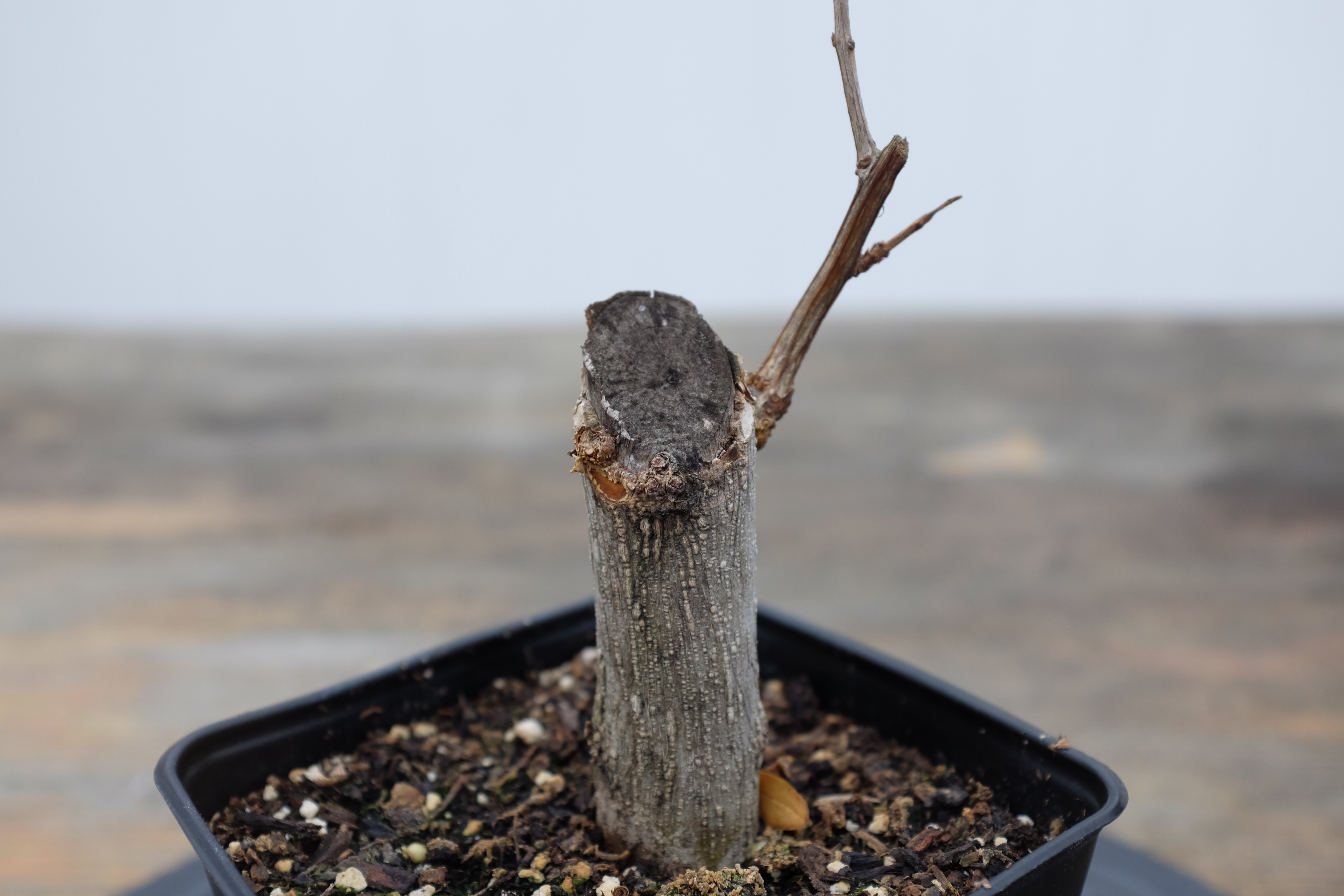 p-granatum 6 photo 6