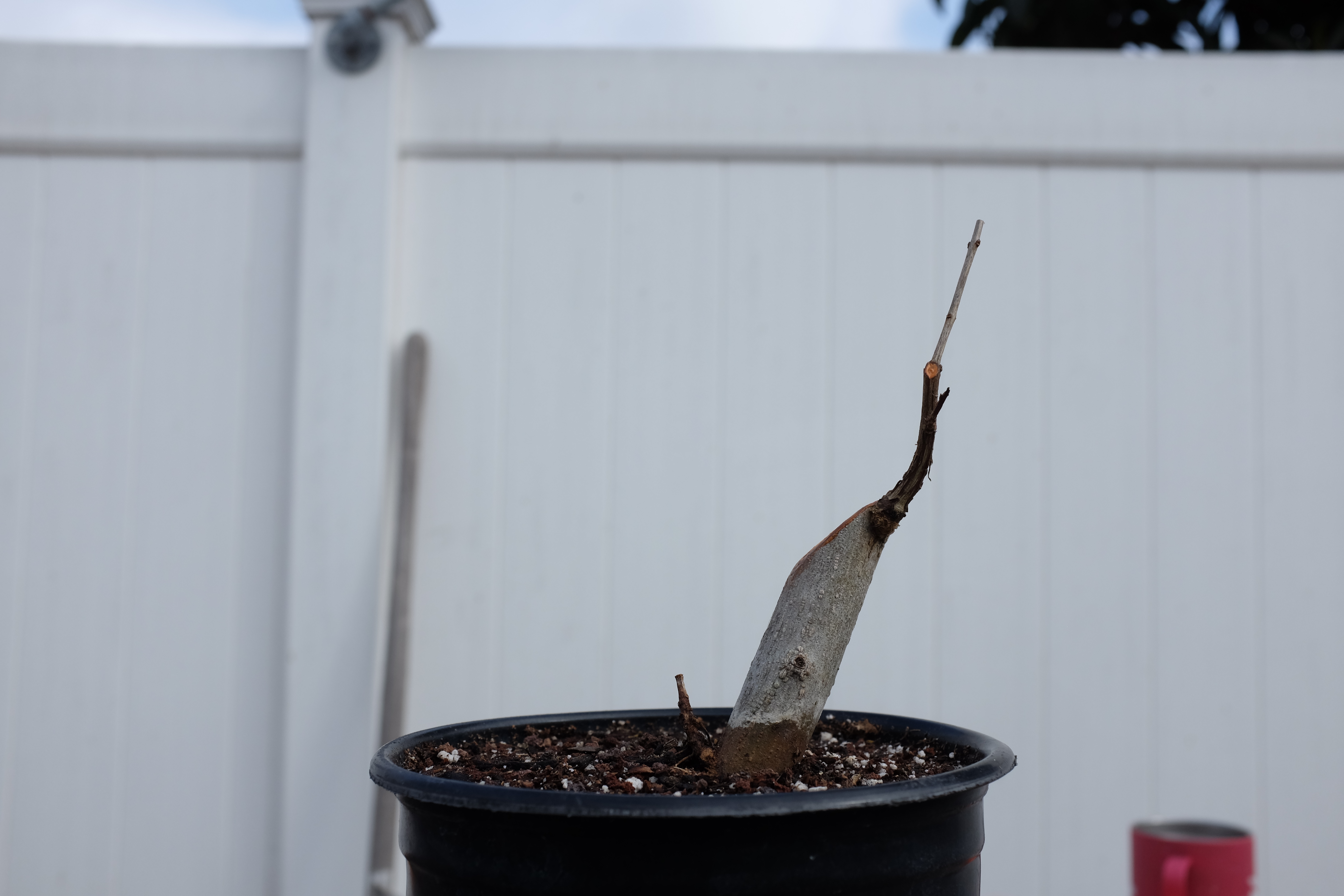 p-granatum 6 photo 7