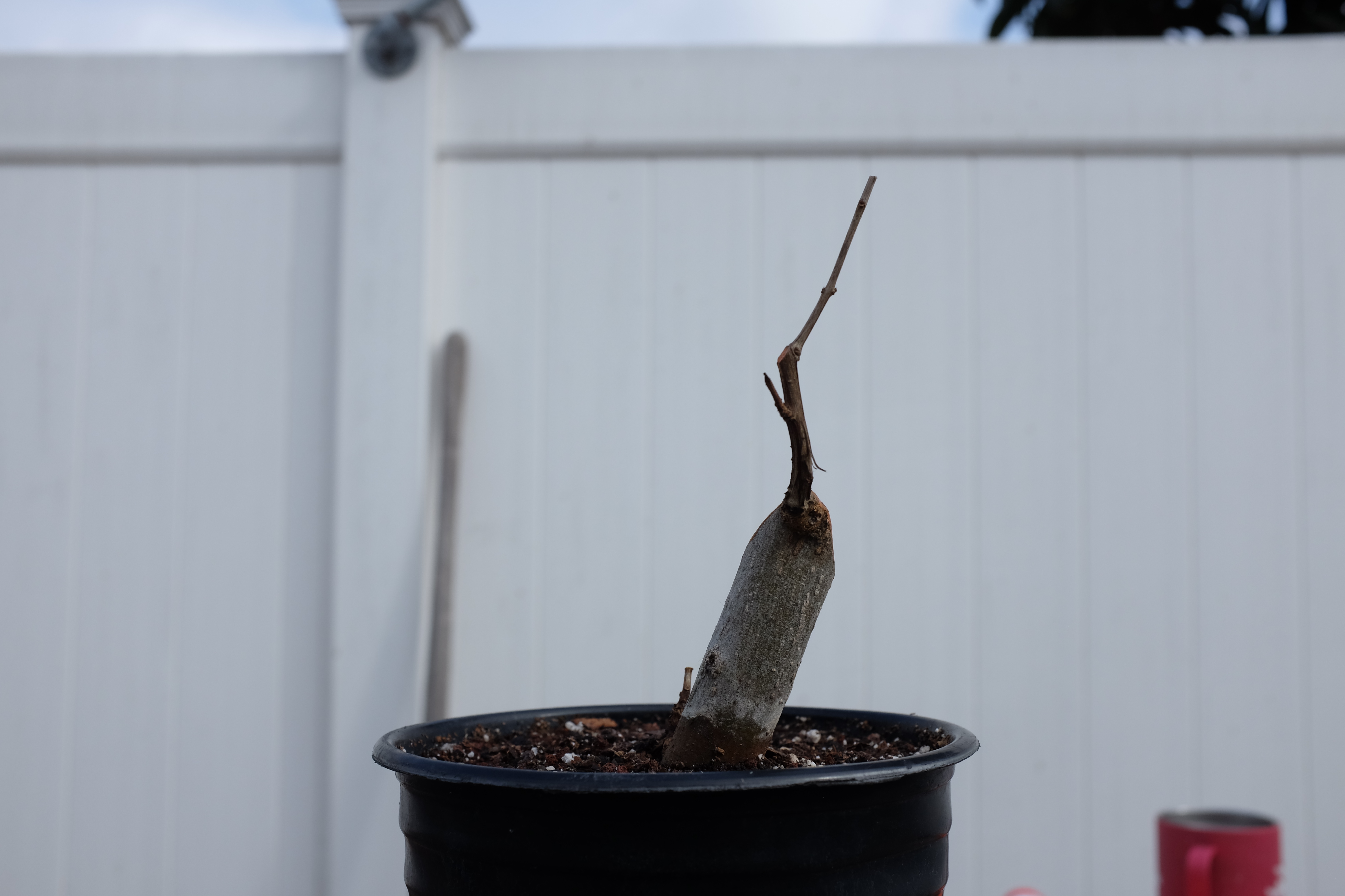 p-granatum 6 photo 8