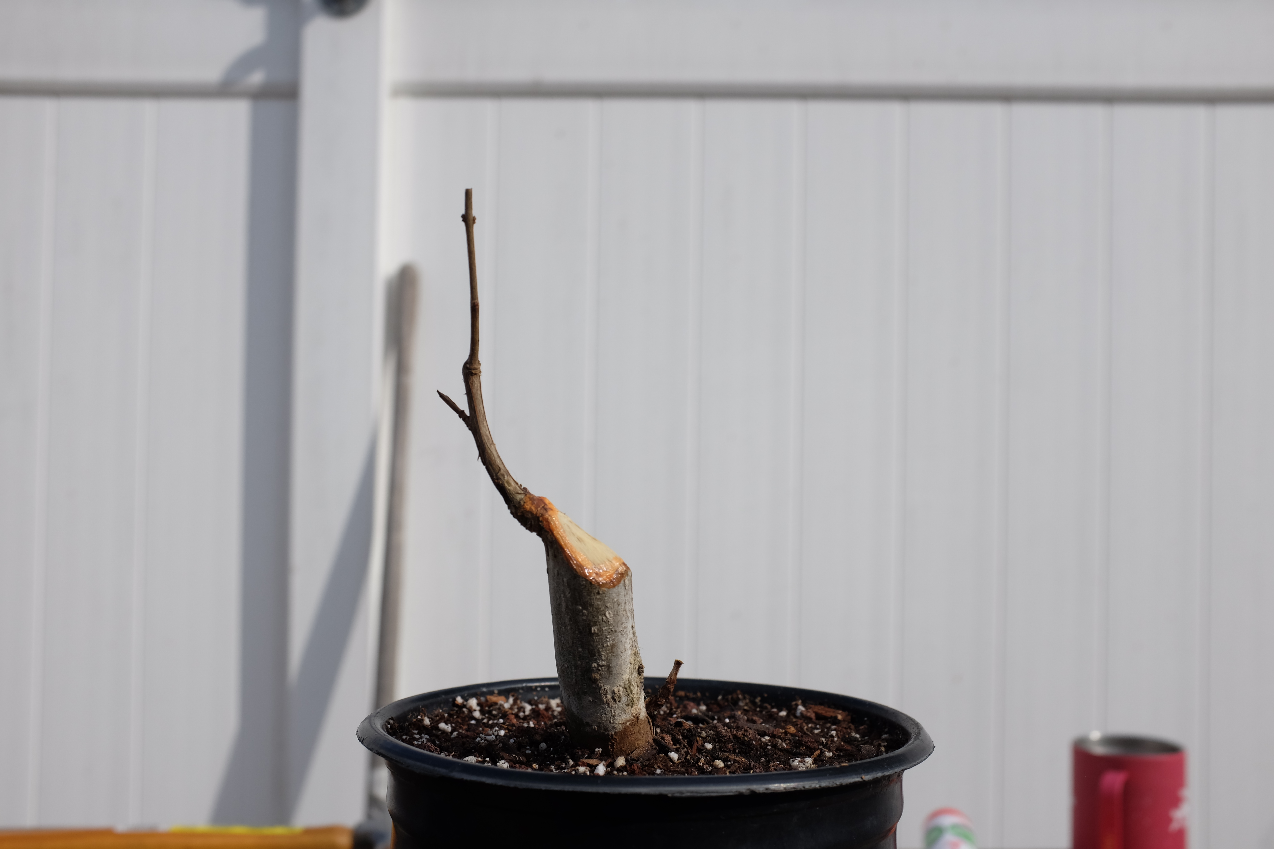 p-granatum 6 photo 9