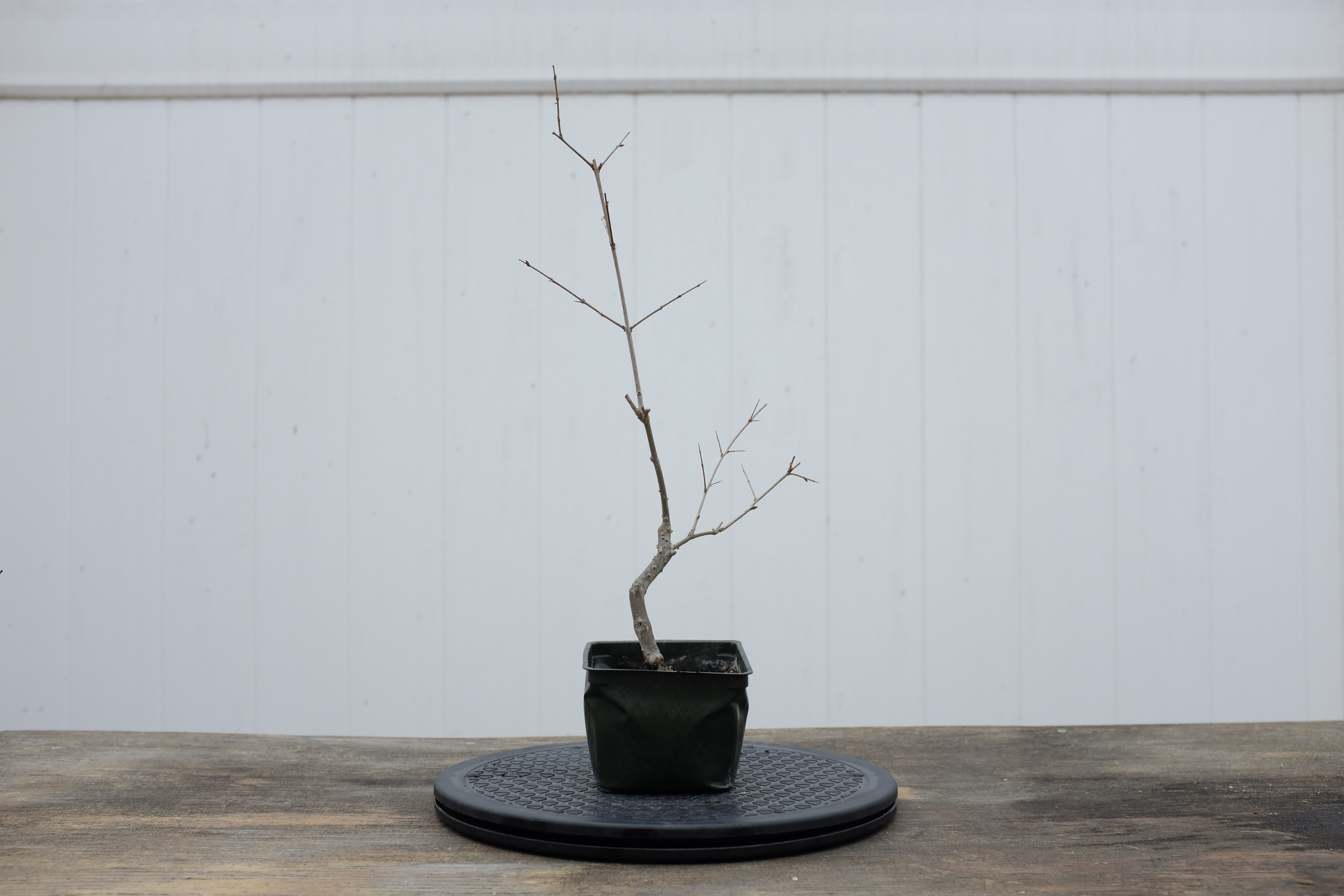 p-granatum 7 1 photo 1