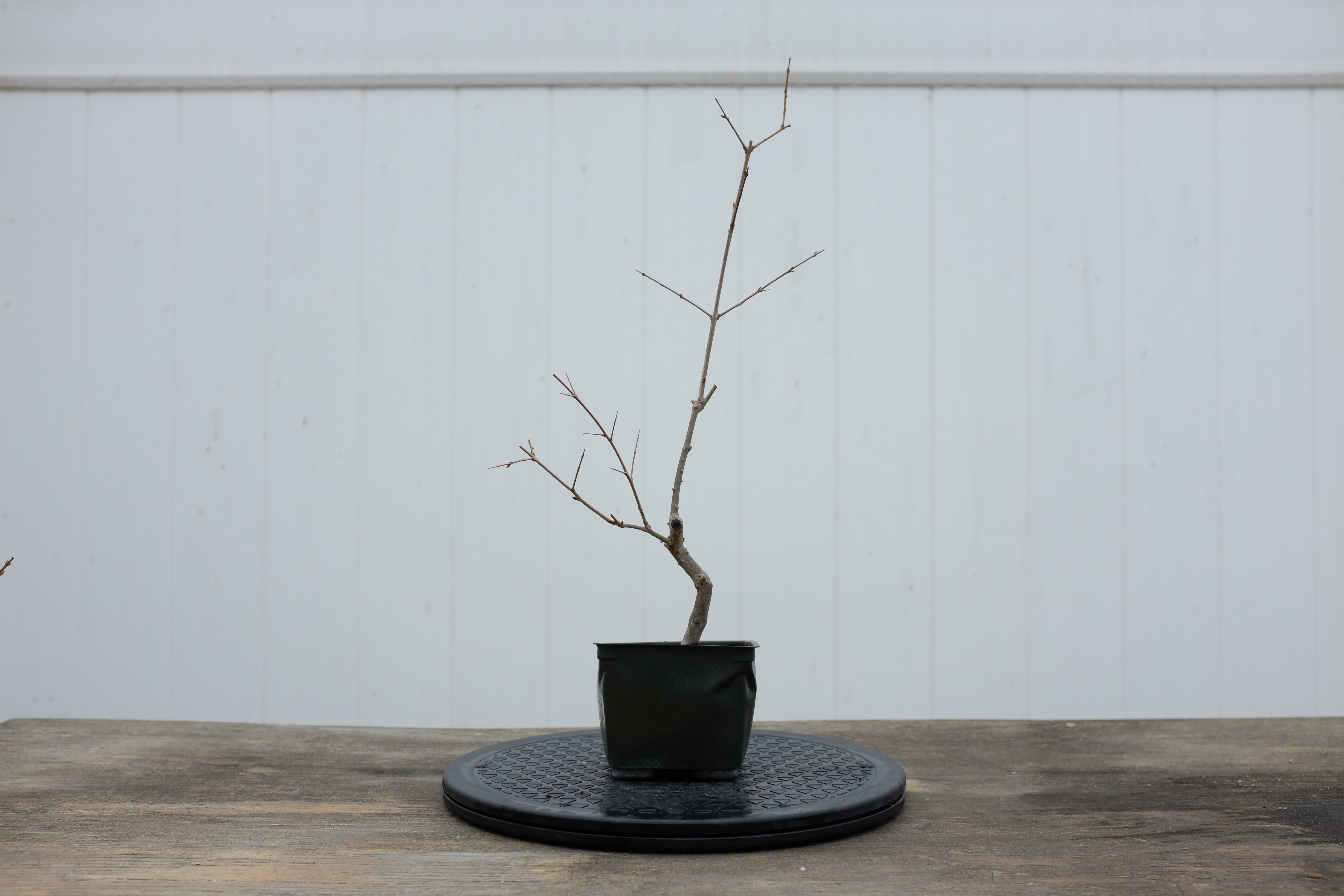 p-granatum 7 1 photo 2