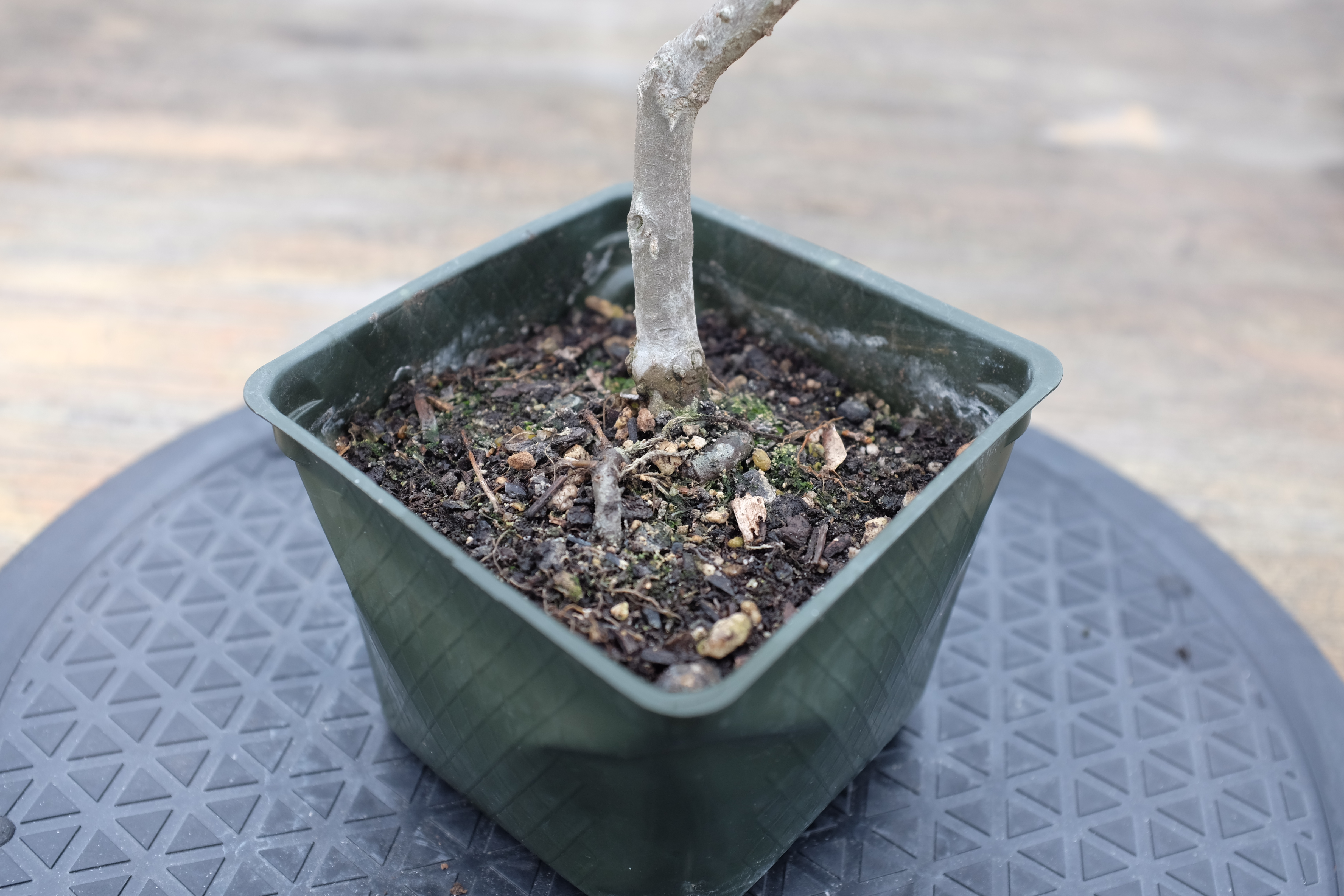 p-granatum 7 1 photo 3