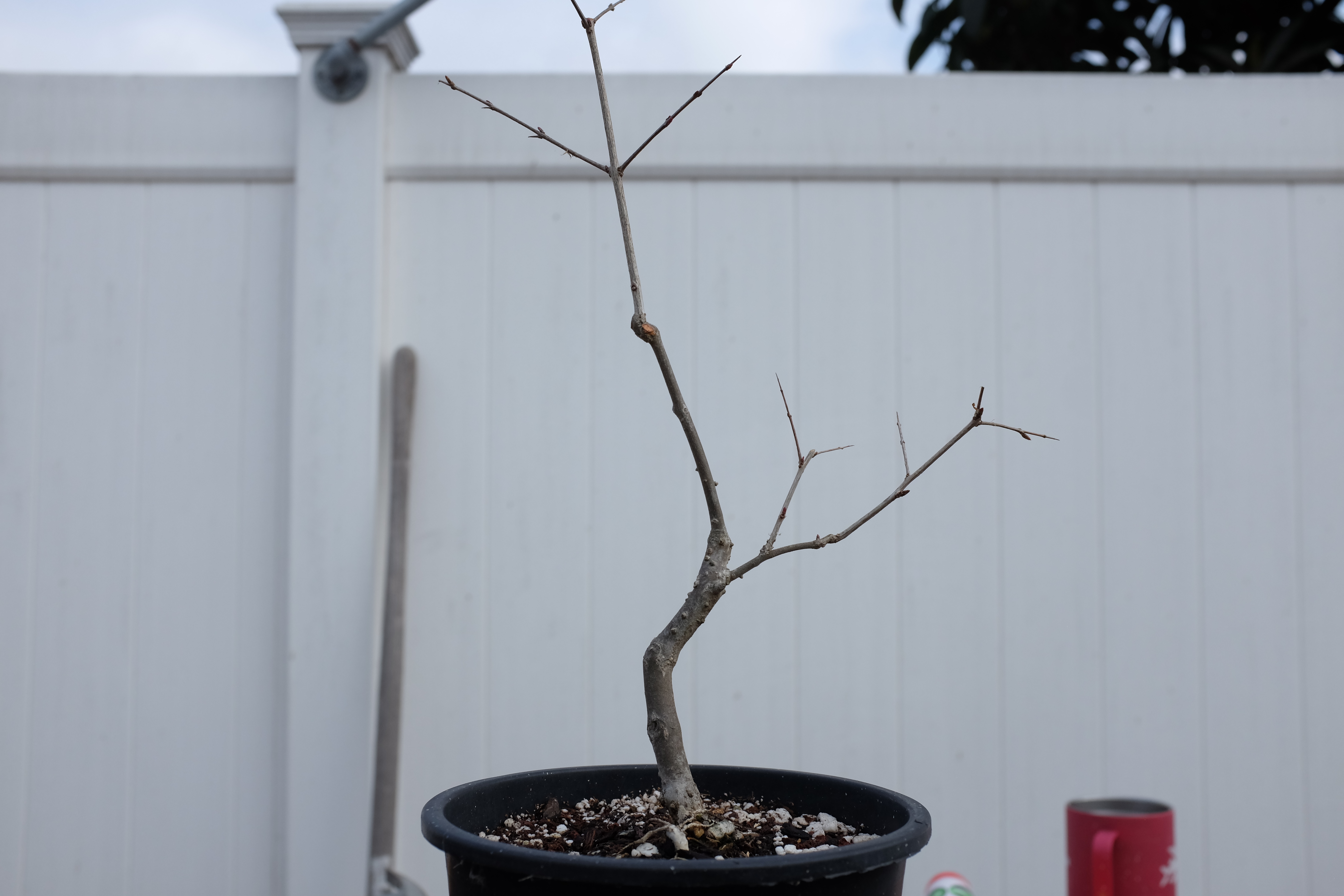 p-granatum 7 1 photo 4