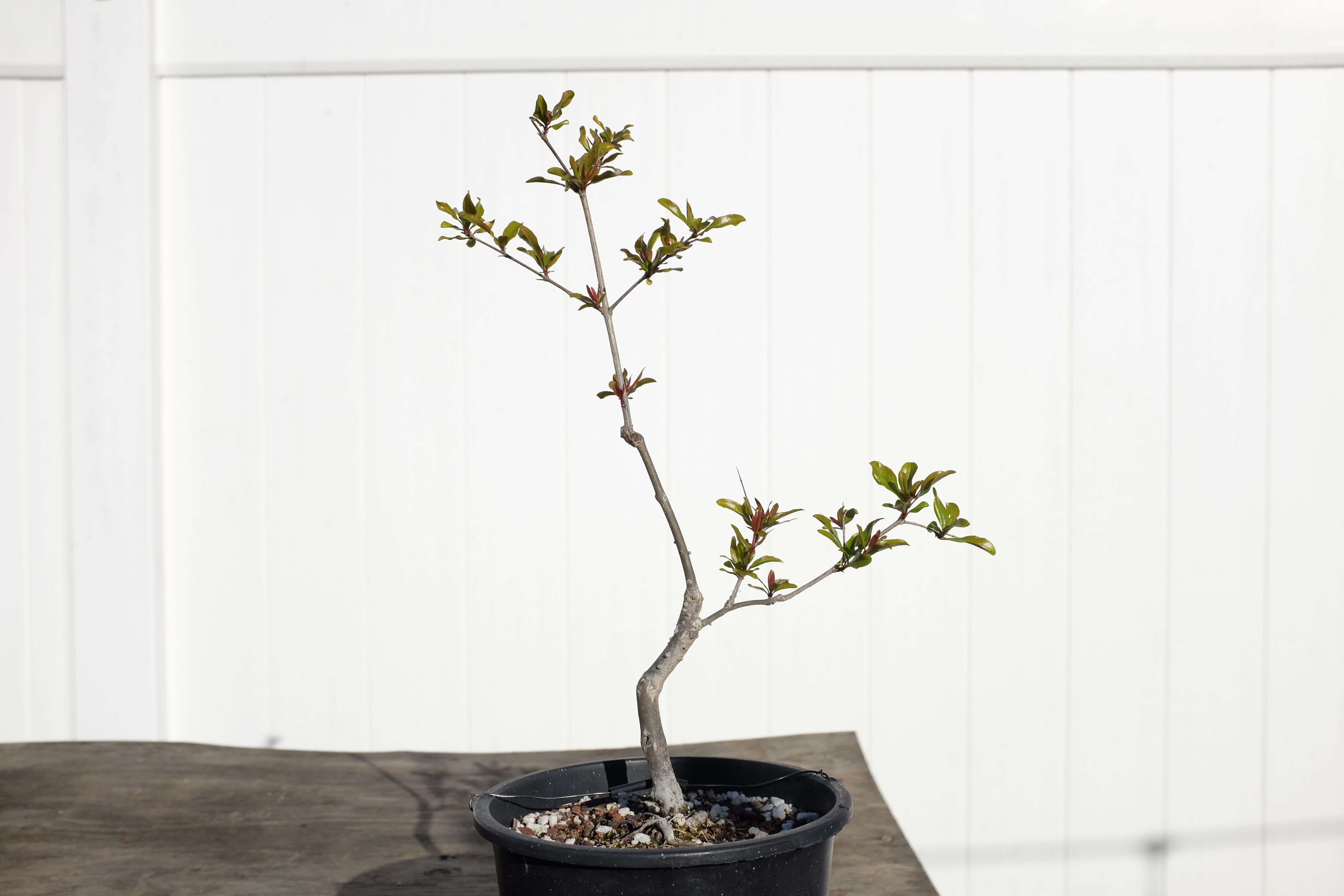 p-granatum 7 1 photo 5