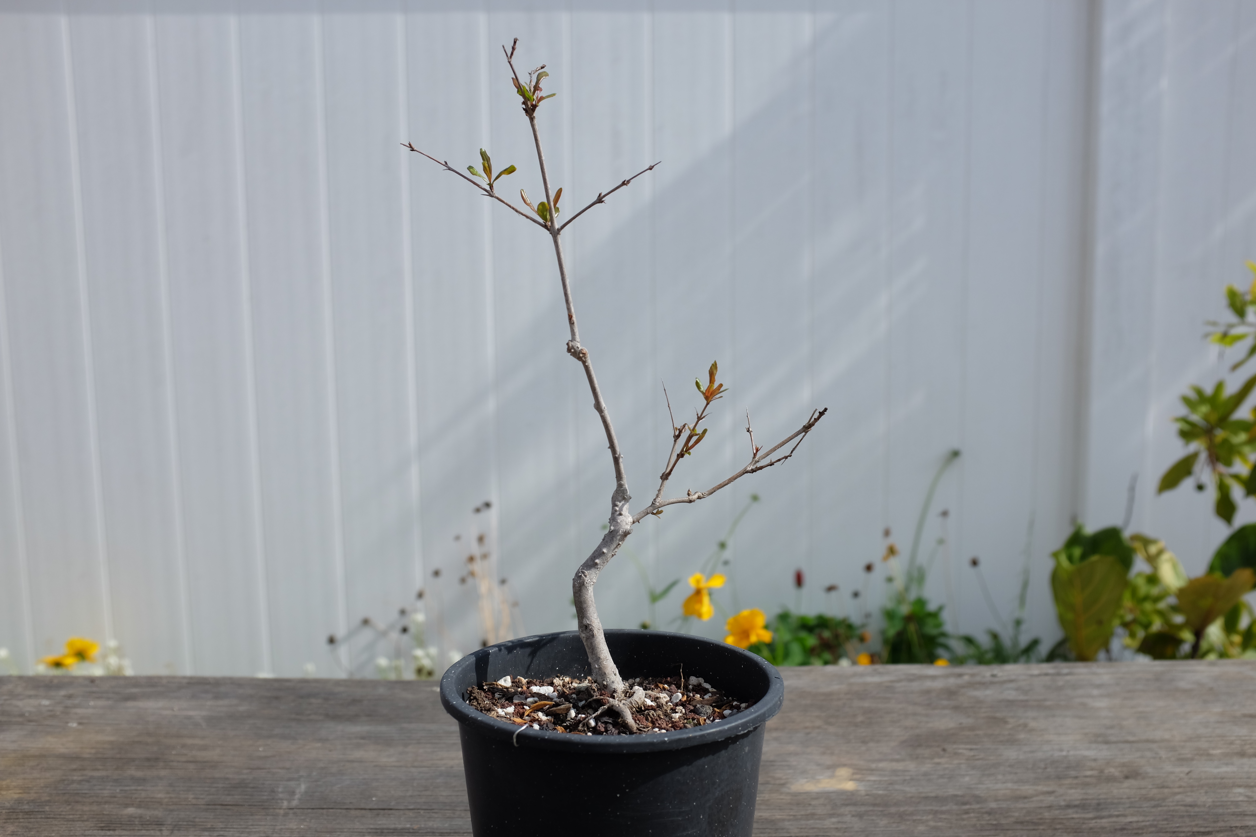 p-granatum 7 1 photo 8